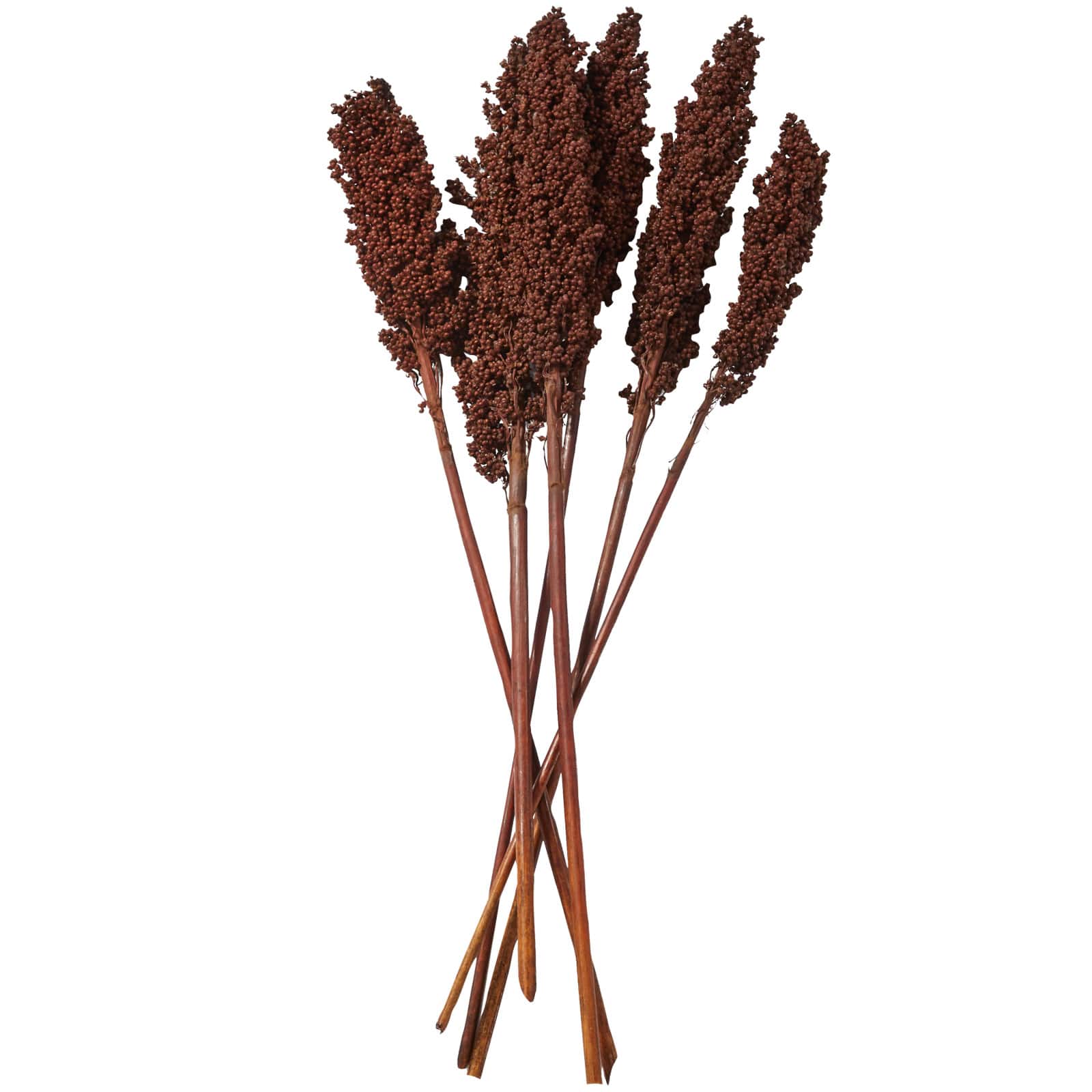 Dried Corn Maize Natural Foliage with Long Stems
