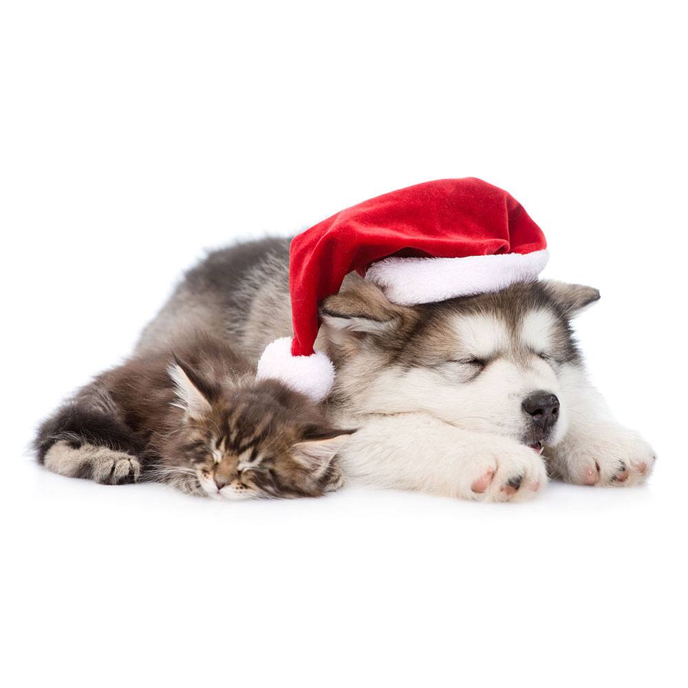 JAM Paper Season's Greetings Holiday Cat Assortment Cards Set, 25ct.