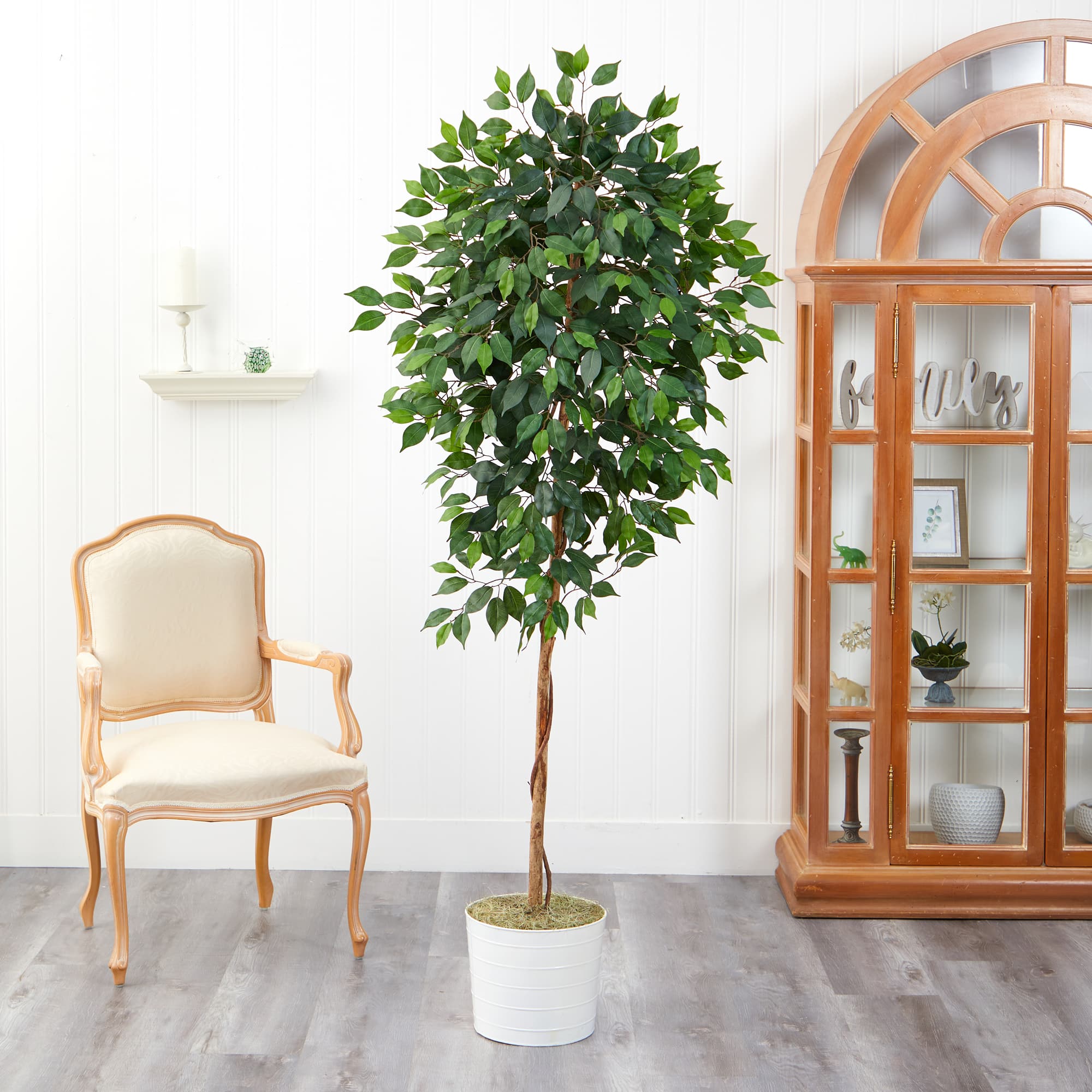 6ft. Ficus Tree in White Tin Planter