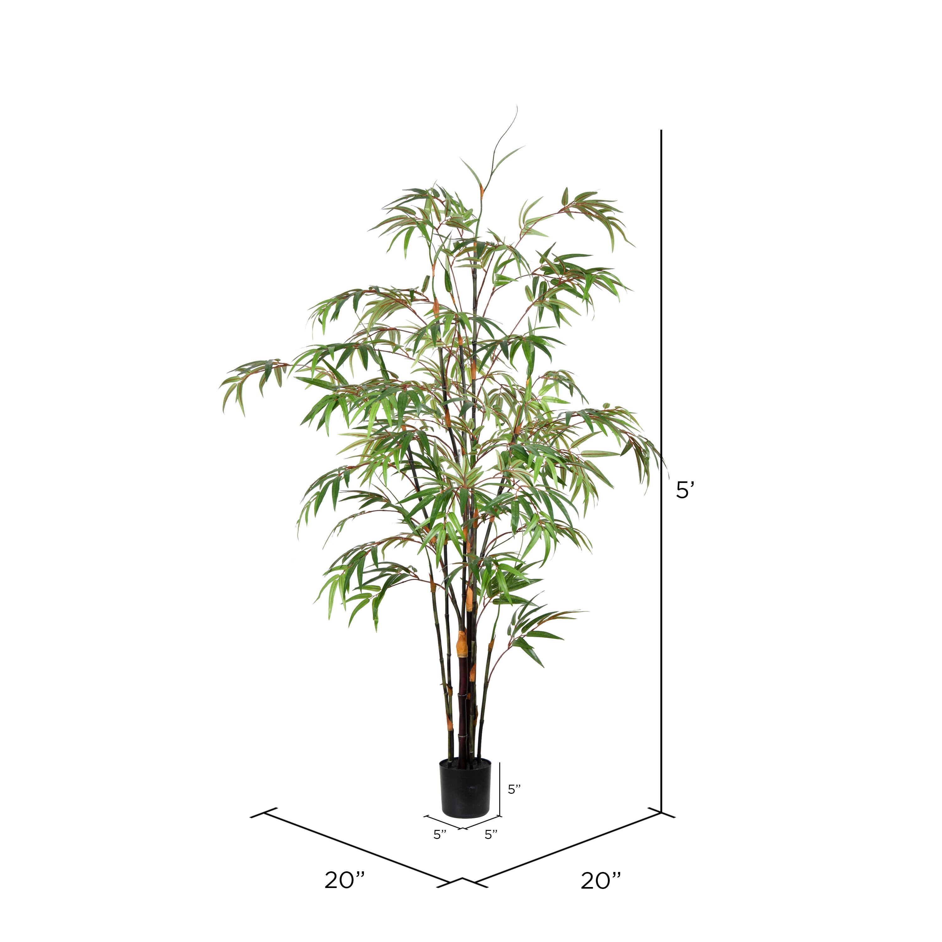 5ft. Potted Black Japanese Bamboo Tree