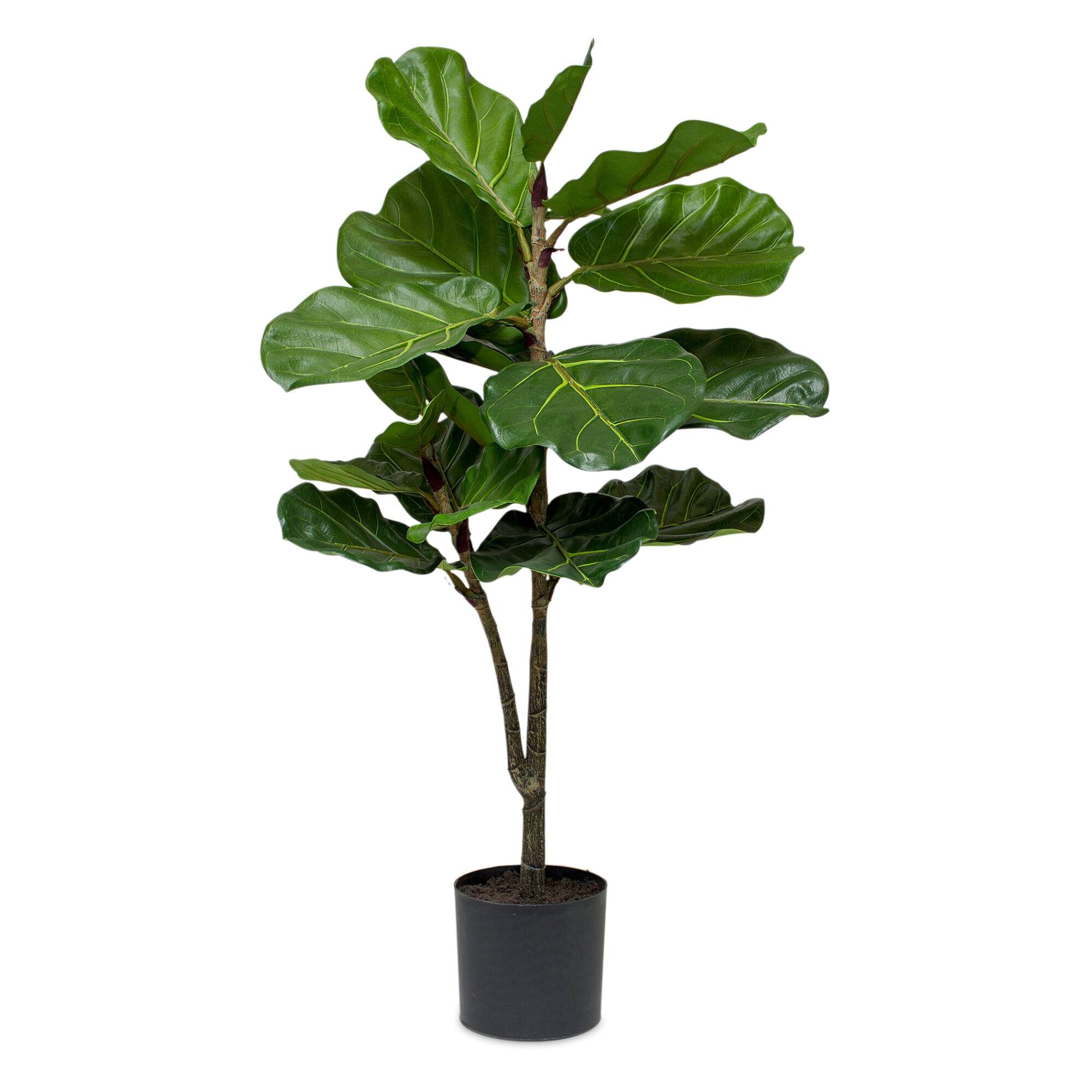 3.3ft. Potted Fiddle Leaf Fig Plant Michaels
