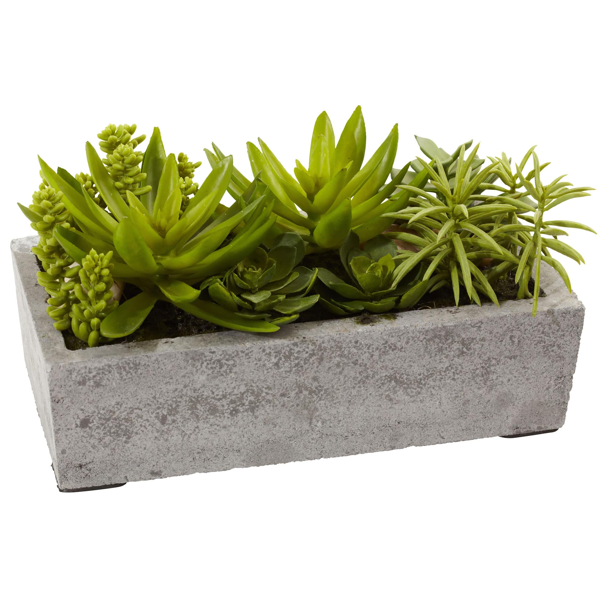 13&#x22; Succulent Garden with Concrete Planter 
