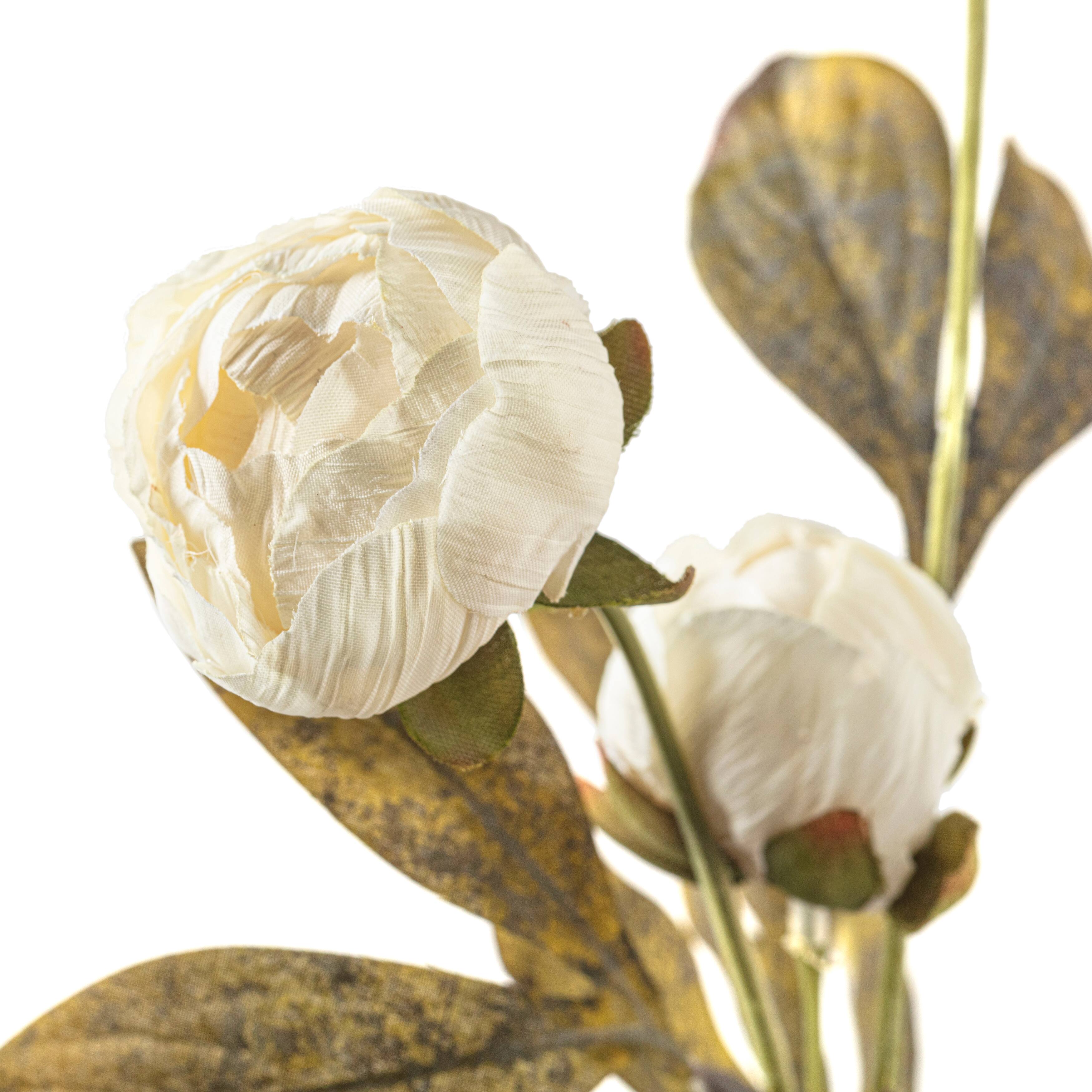 Cream Multi-Stem Dry Peony by Ashland&#xAE;