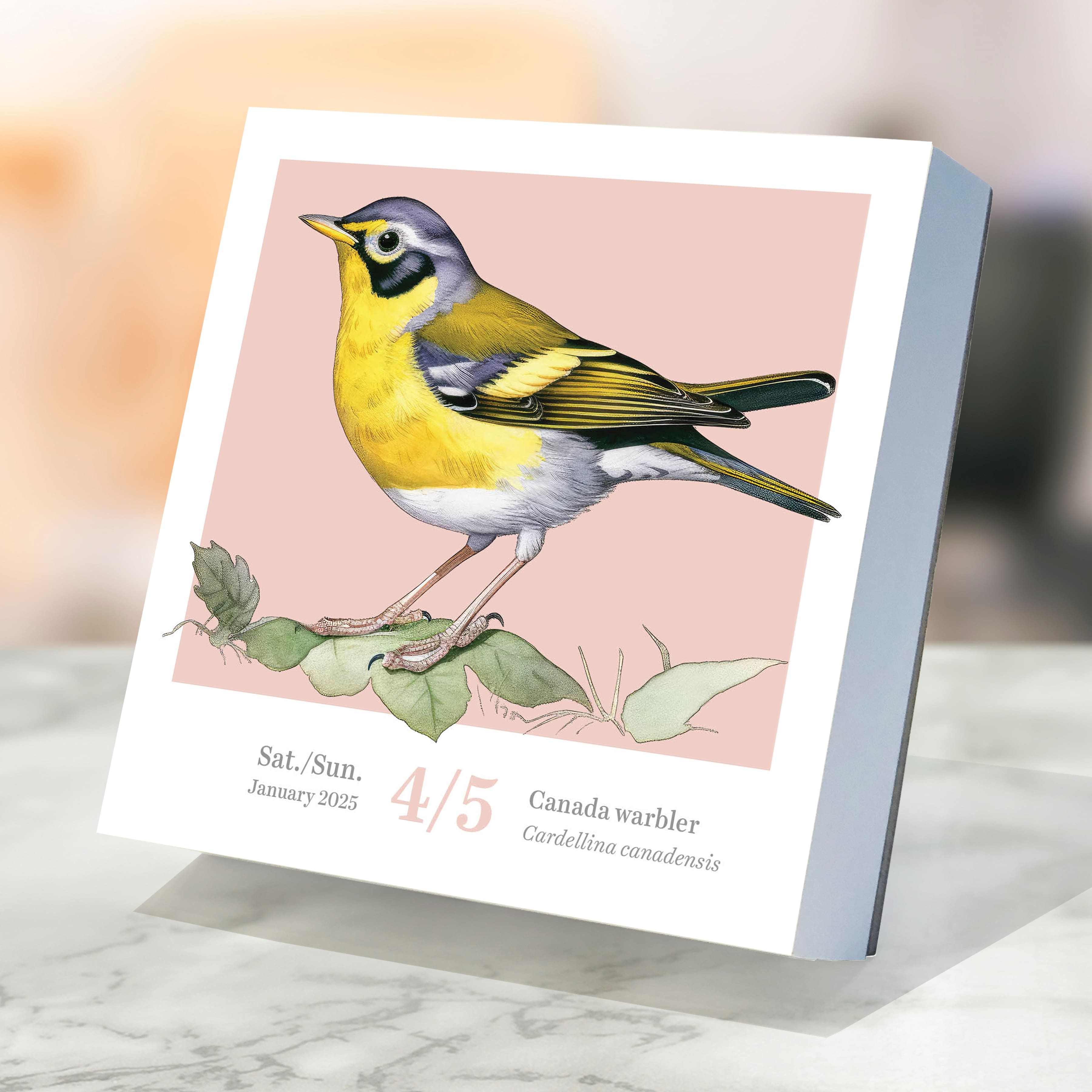 TF Publishing 2025 Birds: Backyard &#x26; Beyond Daily Desktop Calendar