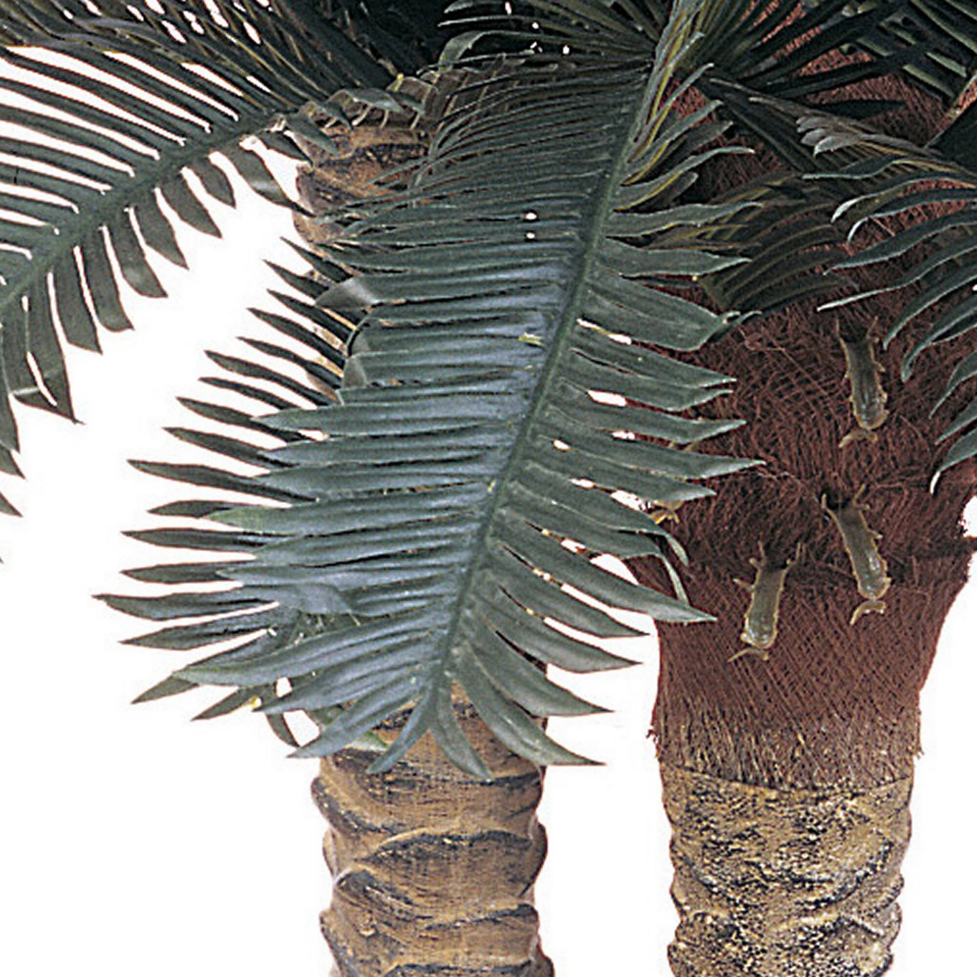 6ft. Sago Palm Double Tree in Wicker Basket Pot