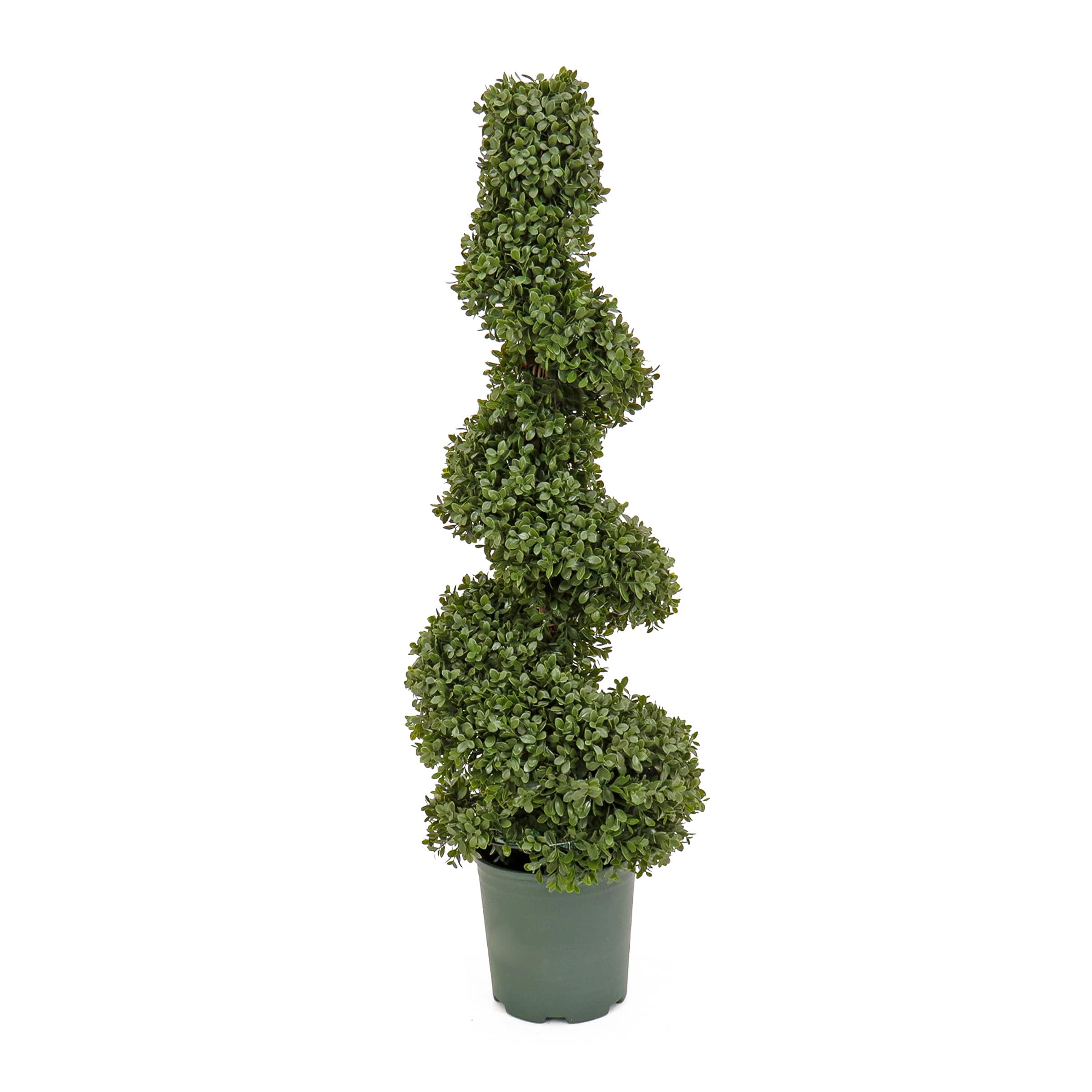 3.5ft. Boxwood Spiral Topiary