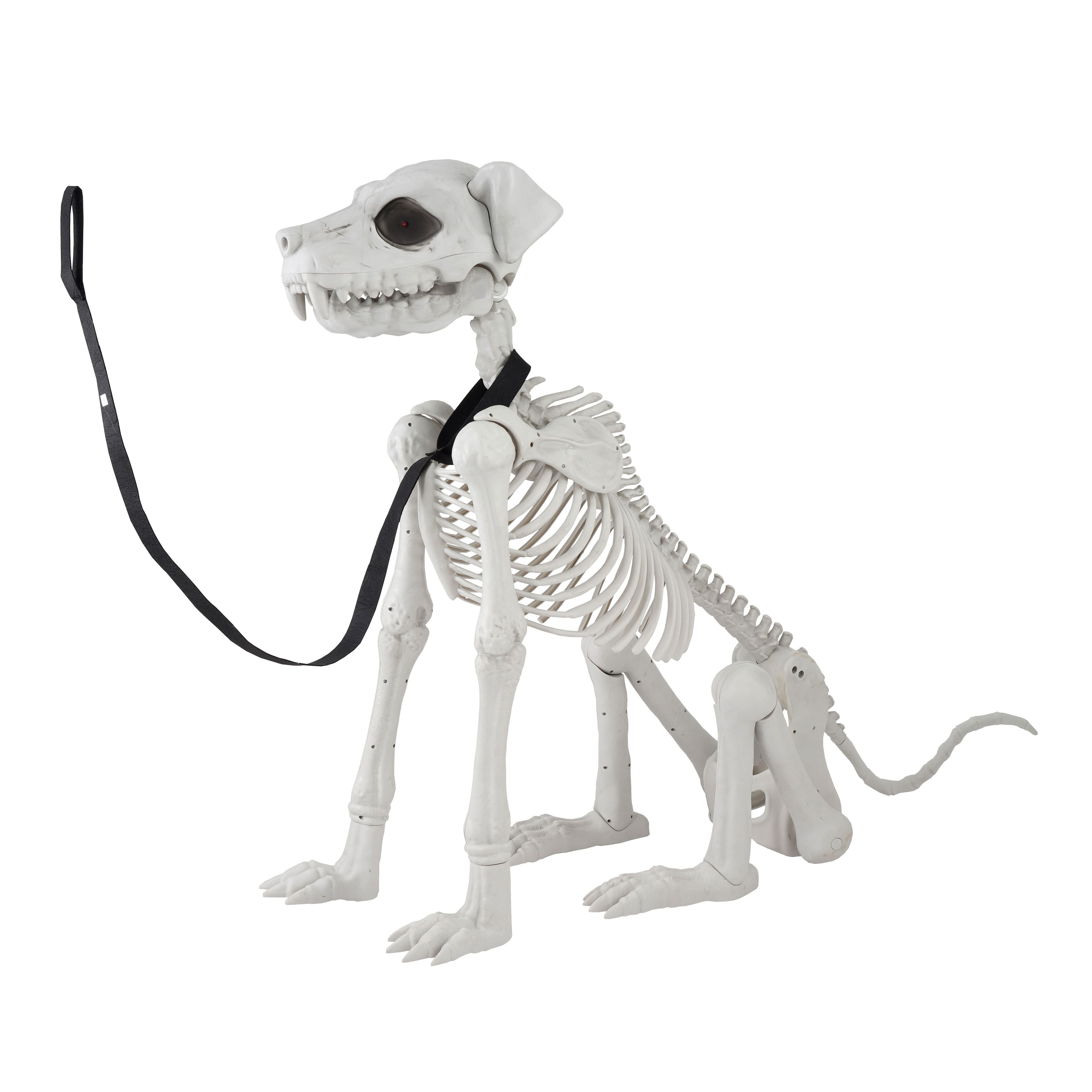 5ft. Poseable Dog Skeleton by Ashland&#xAE;