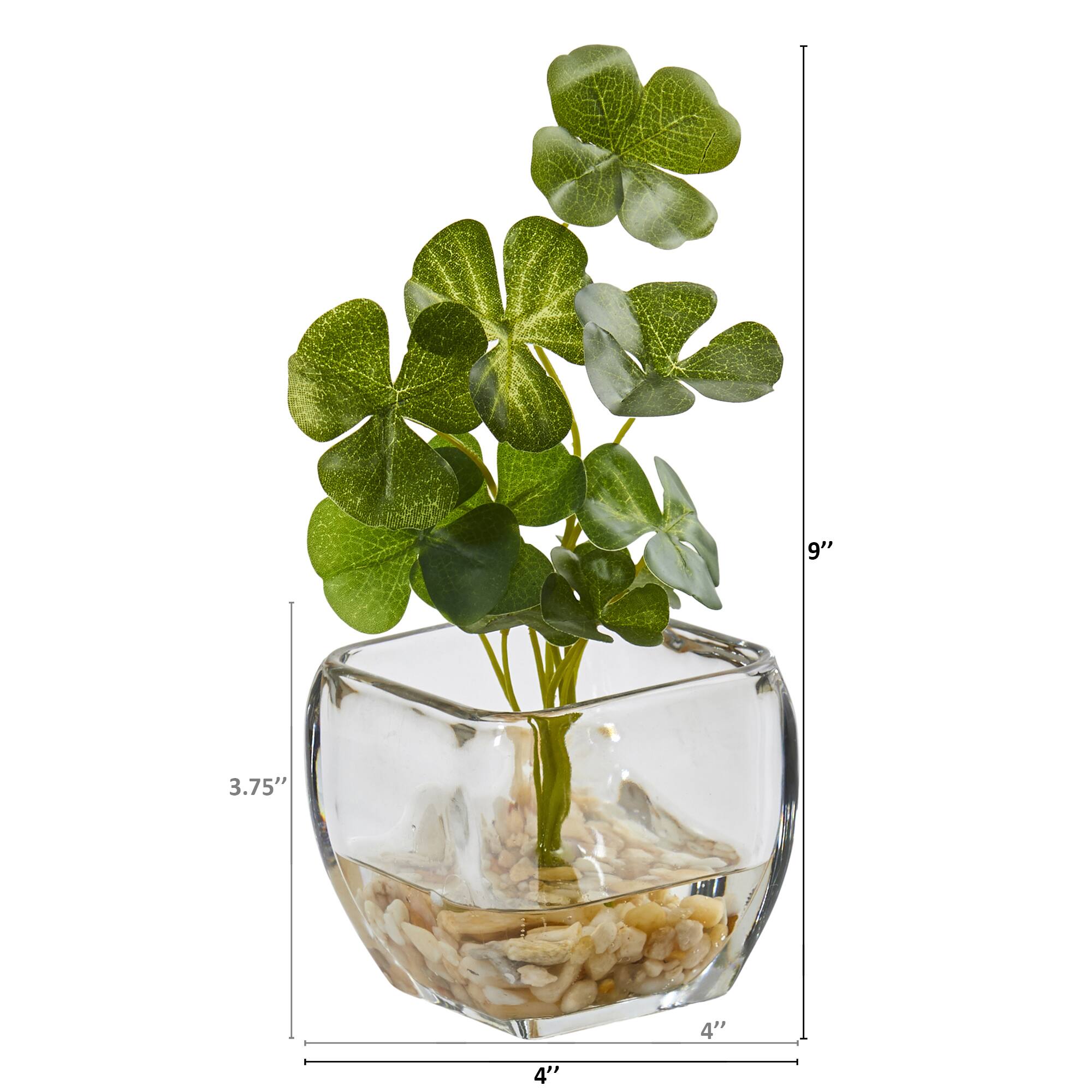 9" Clover Plant in Glass Planter, 2ct.
