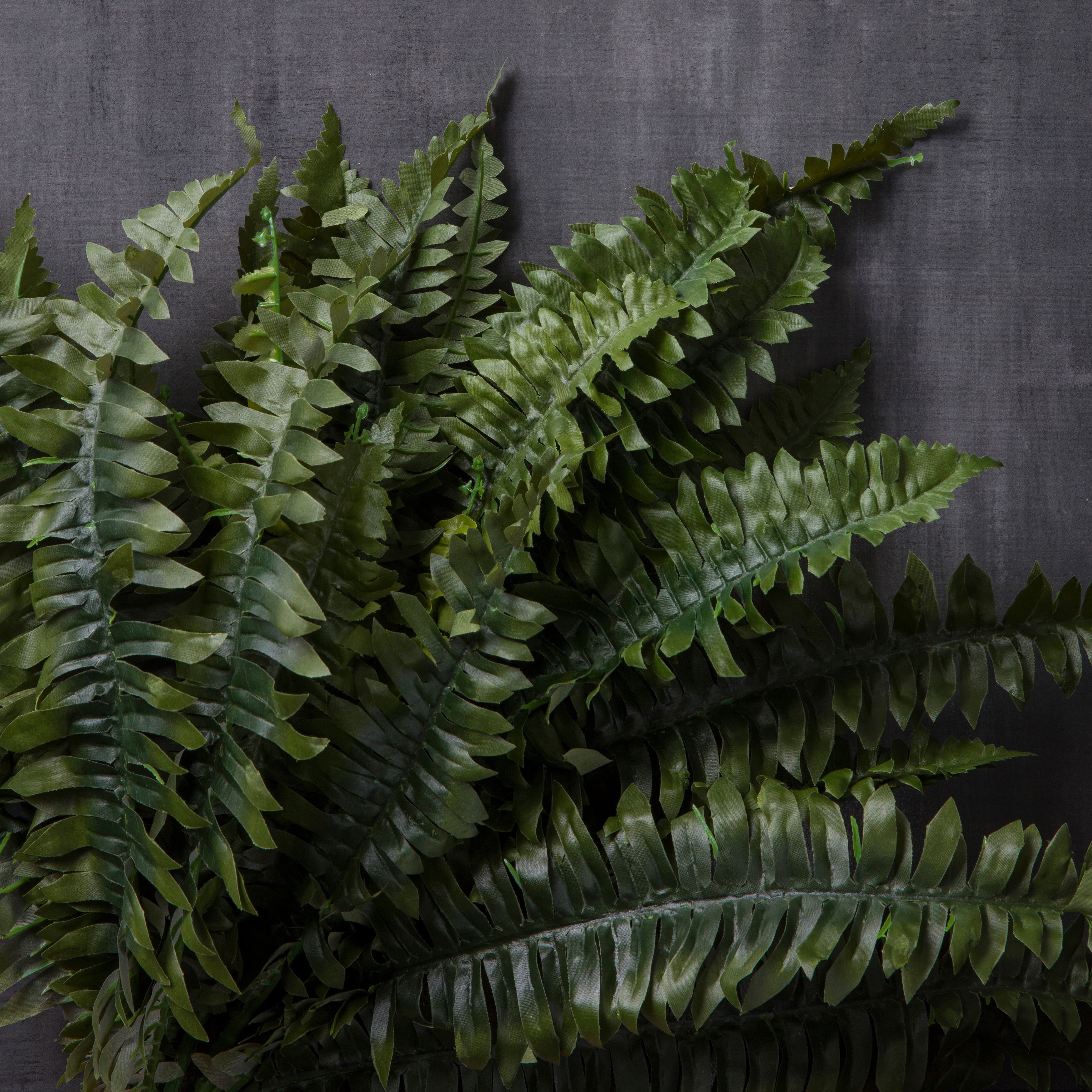 8 Pack: Boston Fern Bush by Ashland®
