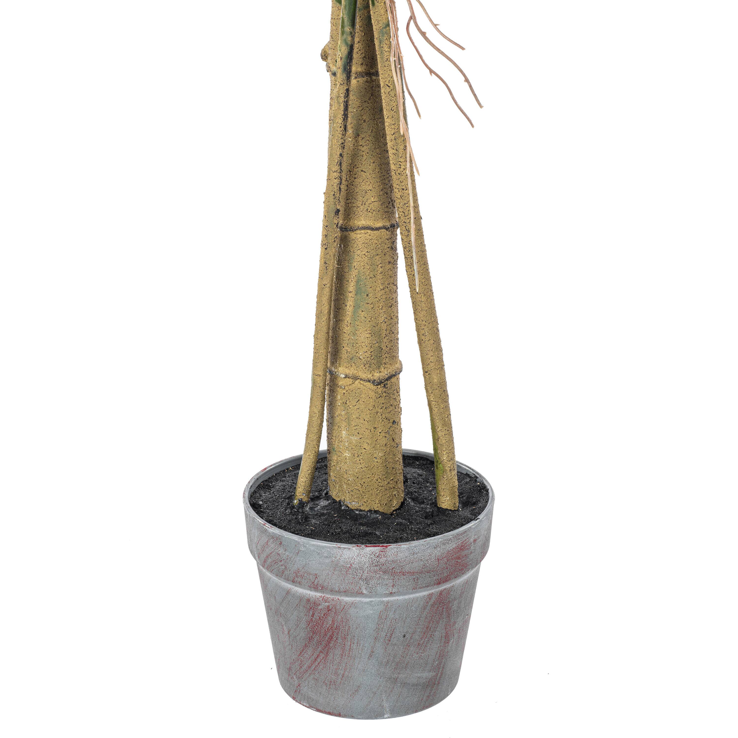 4.5ft. Potted Grand Split Philodendron Tree