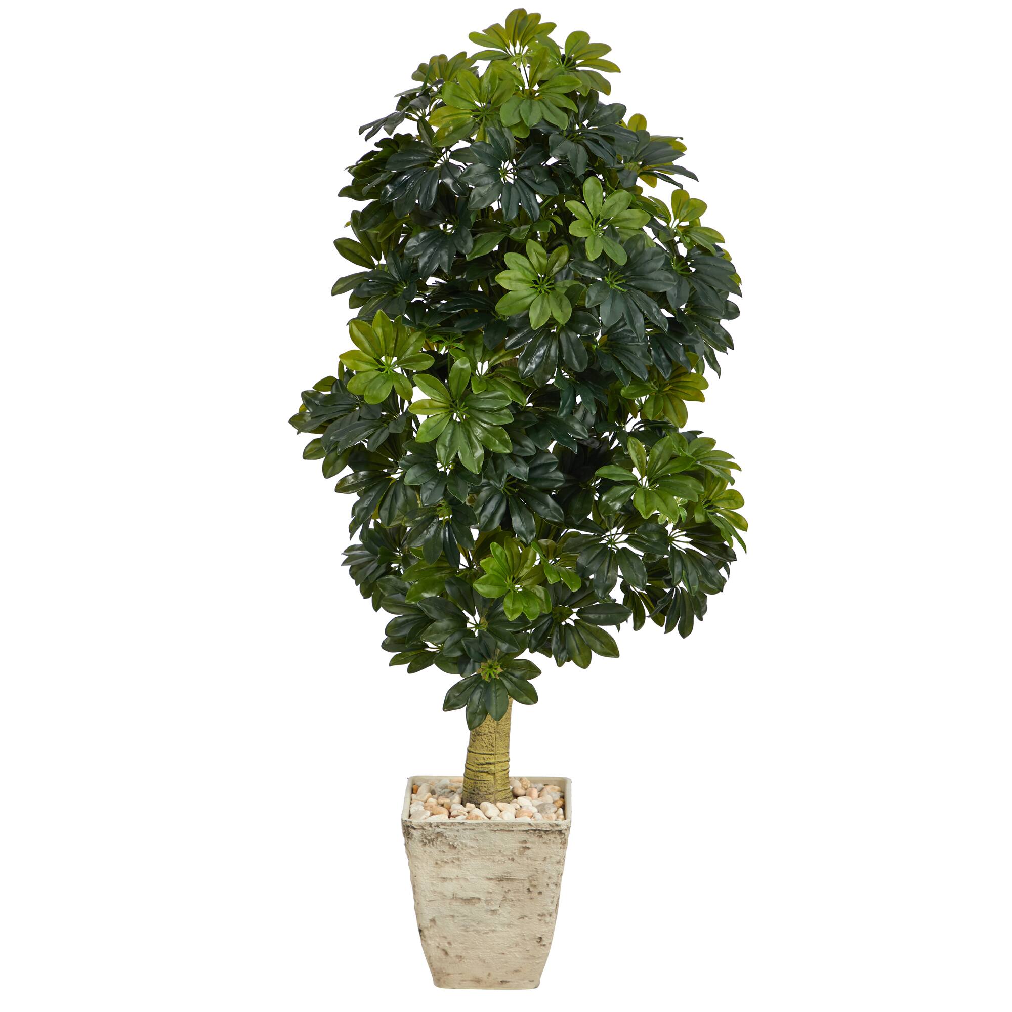 5ft. Umbrella Tree in Country White Planter