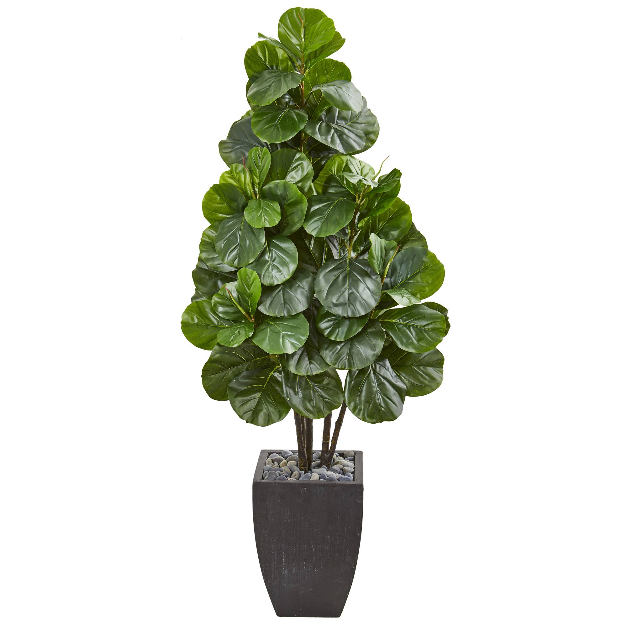 5.5ft. Fiddle Leaf Fig Tree in Black Planter
