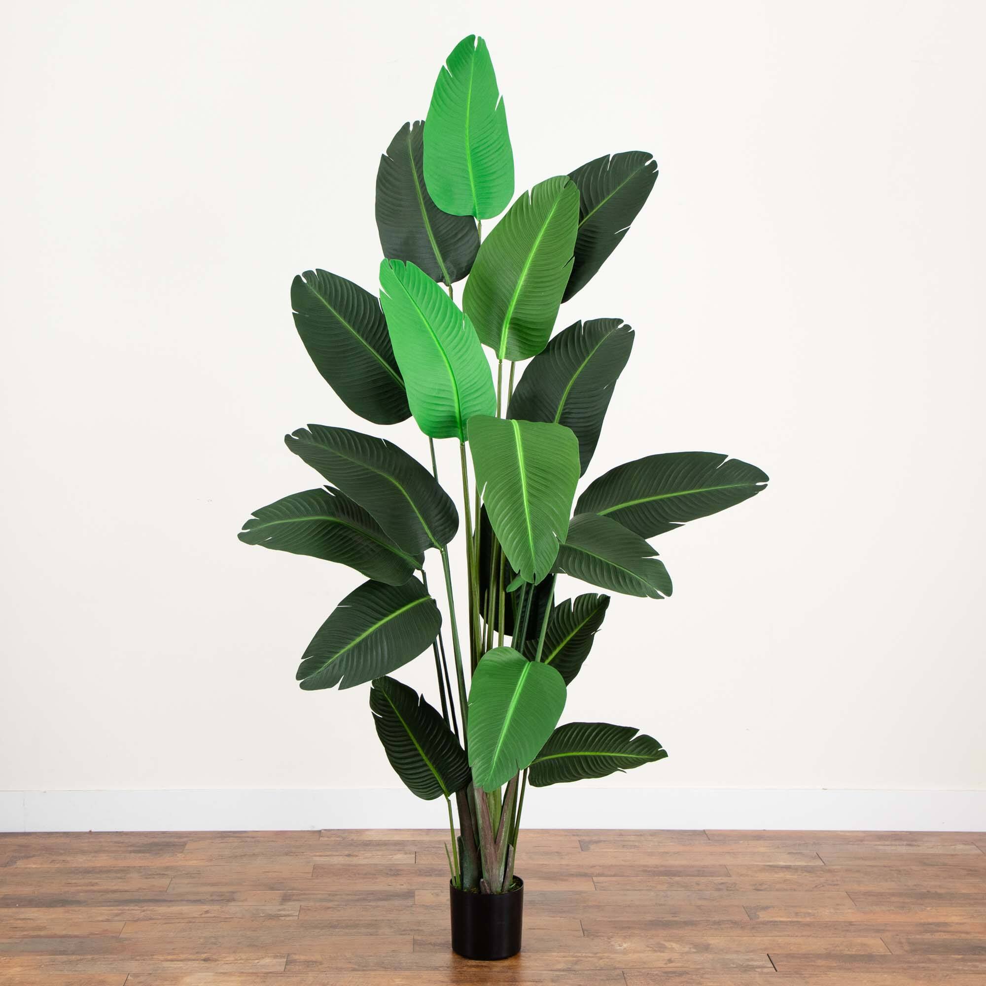8ft. Potted Travelers Palm Tree