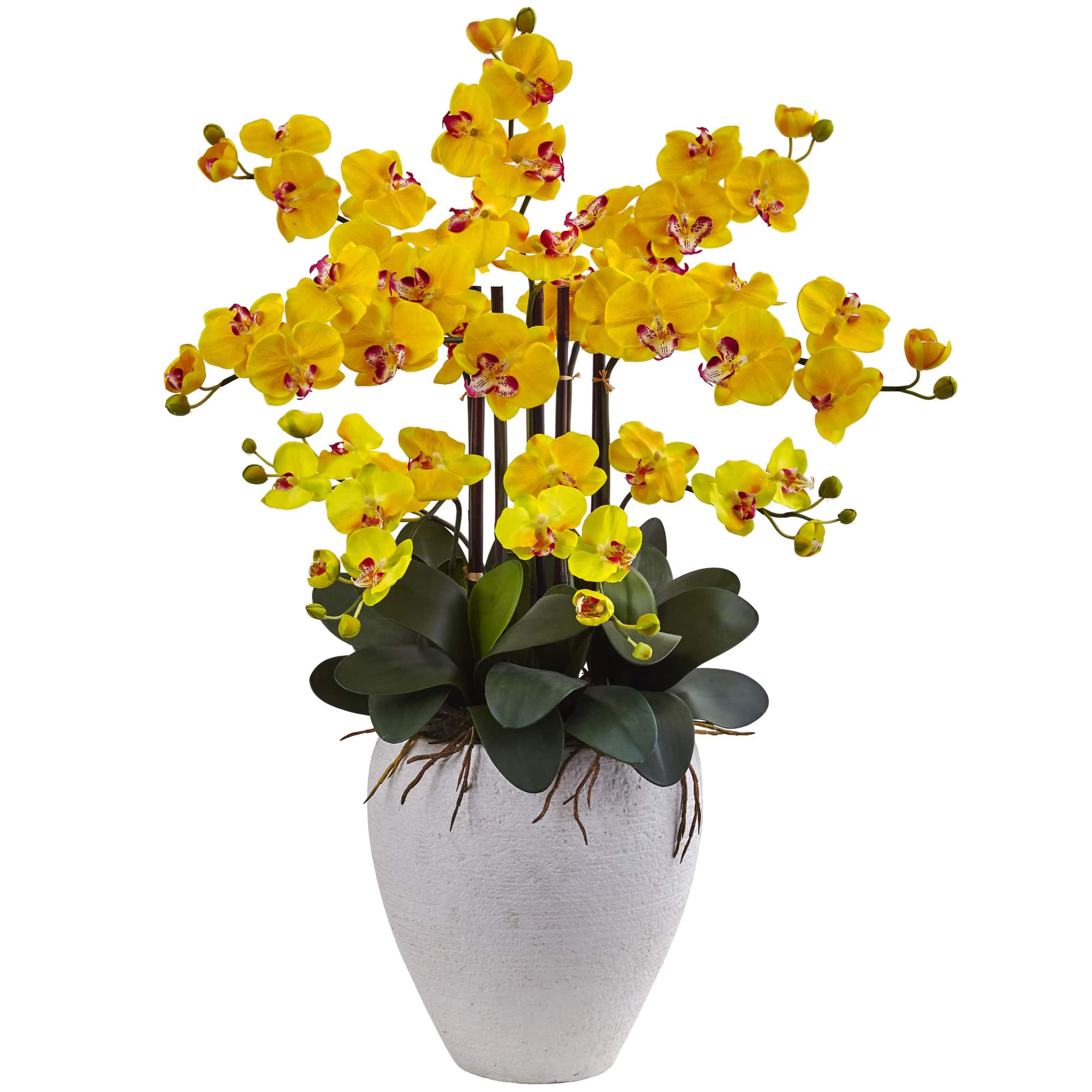 3ft. Moth Orchid Arrangement in White Planter
