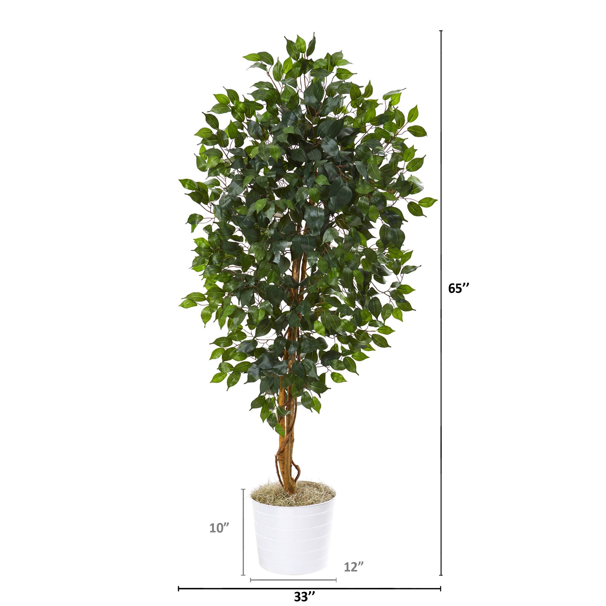 5.5ft. Ficus Tree in White Tin Planter