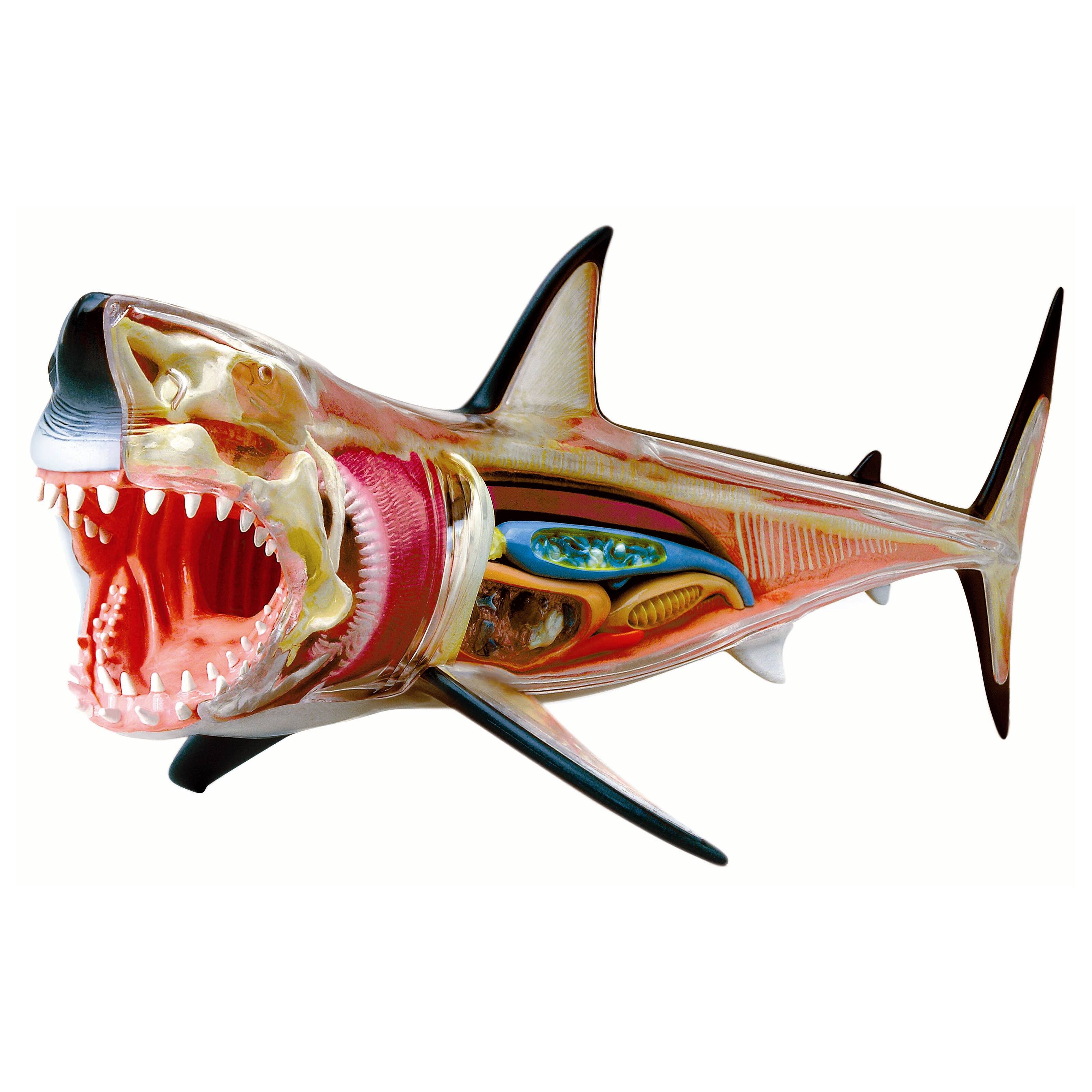 4D Vision&#x2122; Great White Shark Anatomy Model