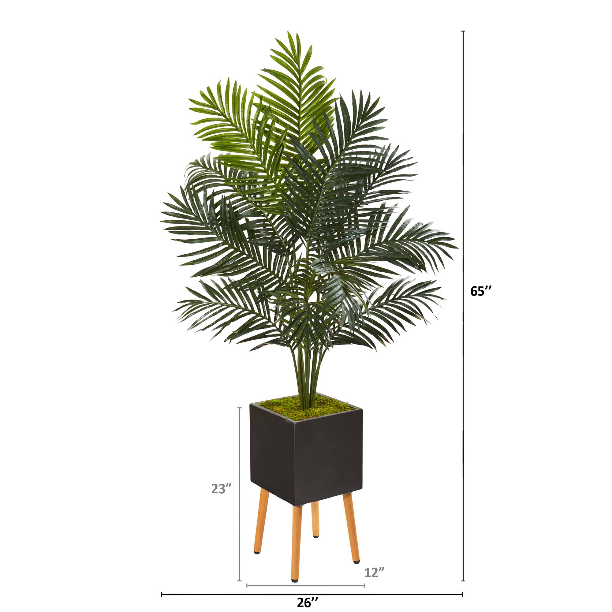 5.5ft. Paradise Palm Tree in Black Planter with Stand
