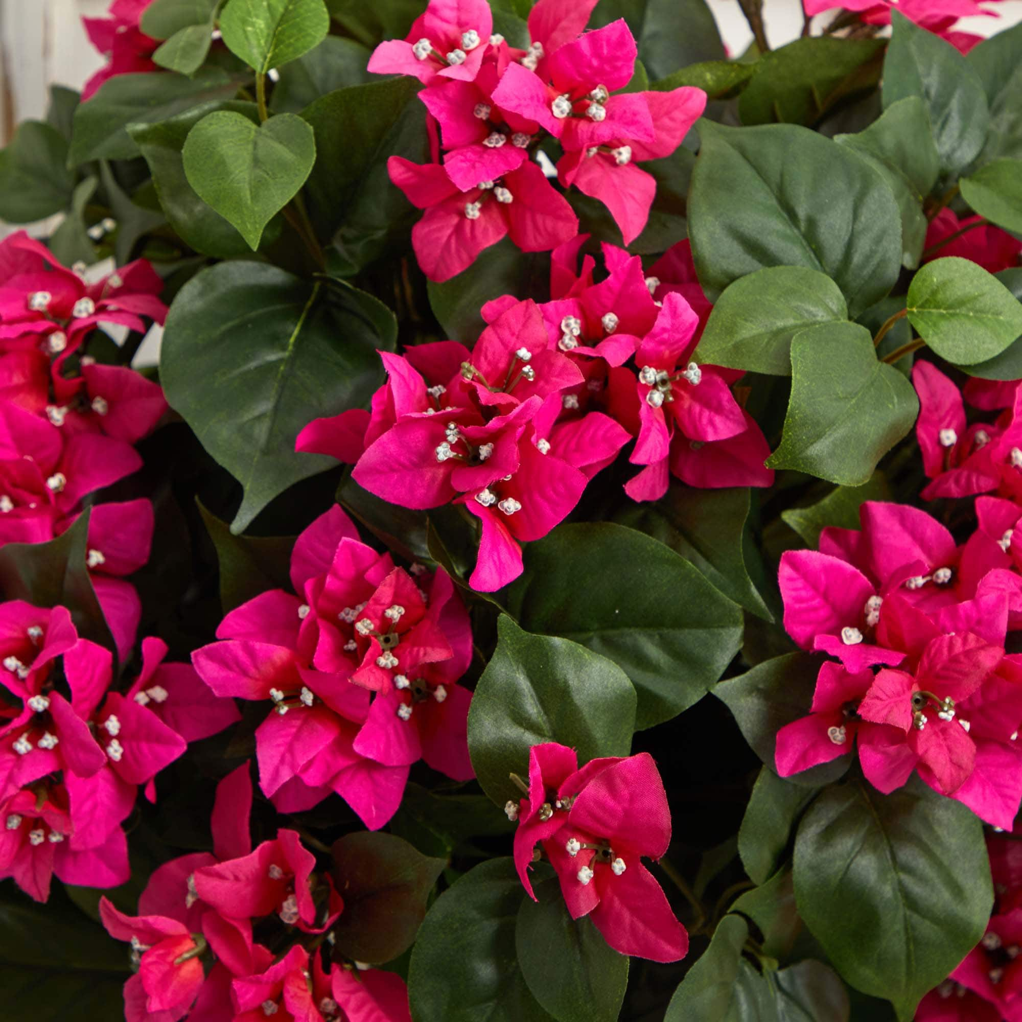 2.5ft. Bougainvillea in White Tower Planter