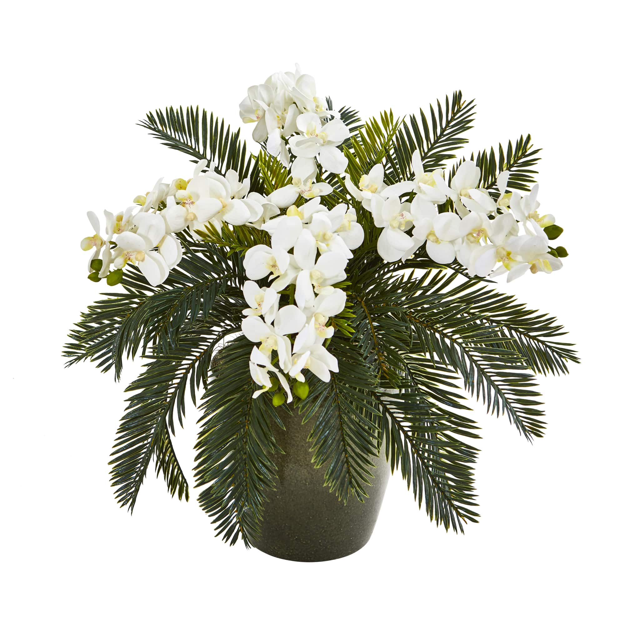 16&#x22; Moth Orchid &#x26; Cycas Plant in Decorative Planter