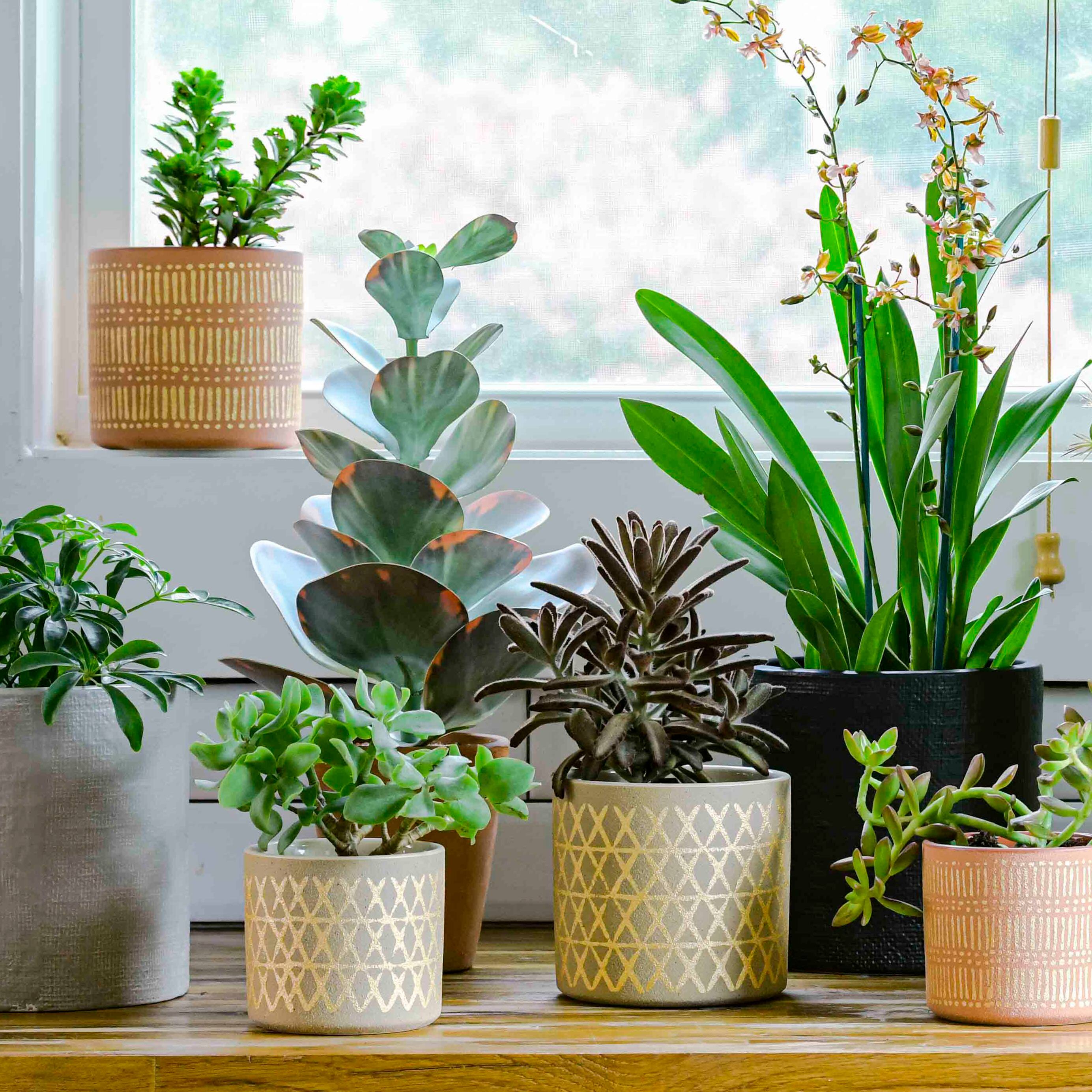 Hello Honey® 18" Faux Succulent in Terra Cotta Colored Pot