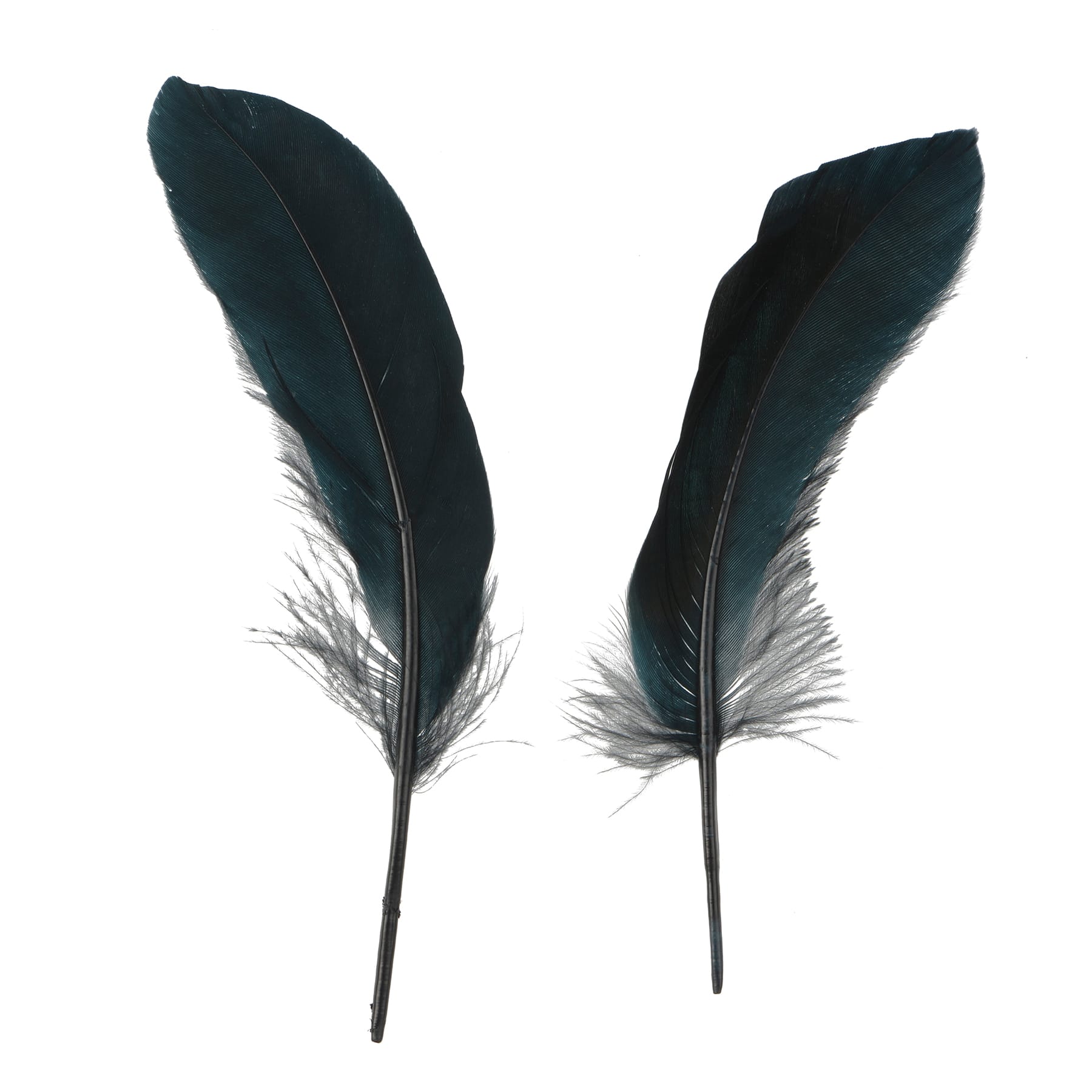 Black Natural Feathers, 50ct. by Ashland&#xAE;