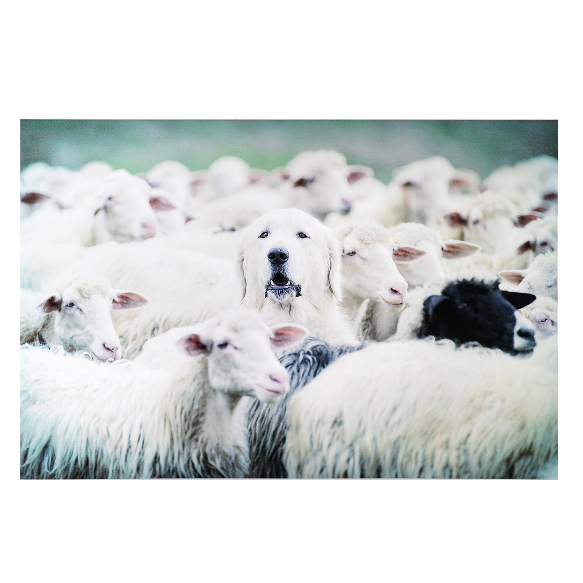 Good Shepherd Dog with Sheep Glossy Wall Art