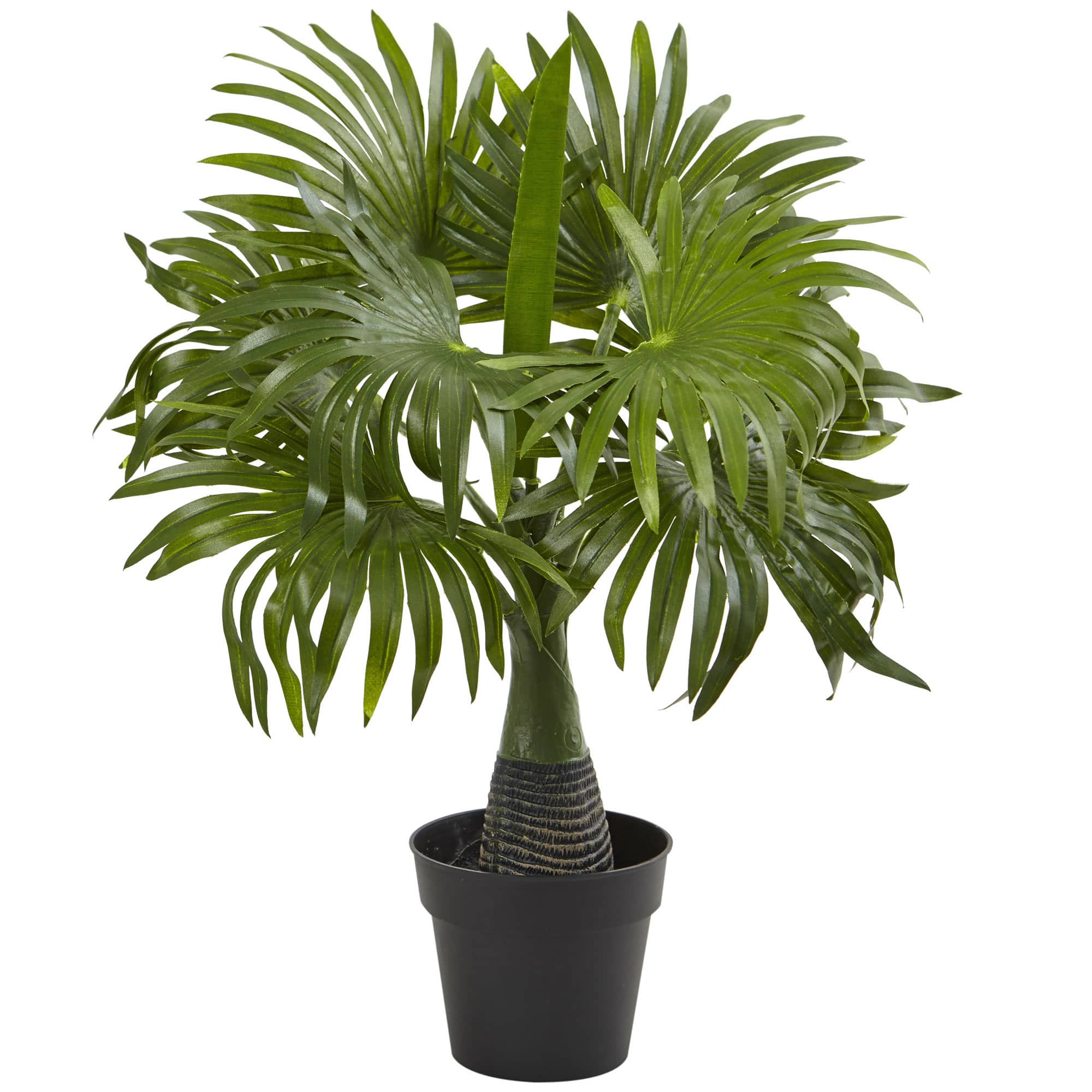 15.5&#x22; Potted Mini Fountain Palm Plant