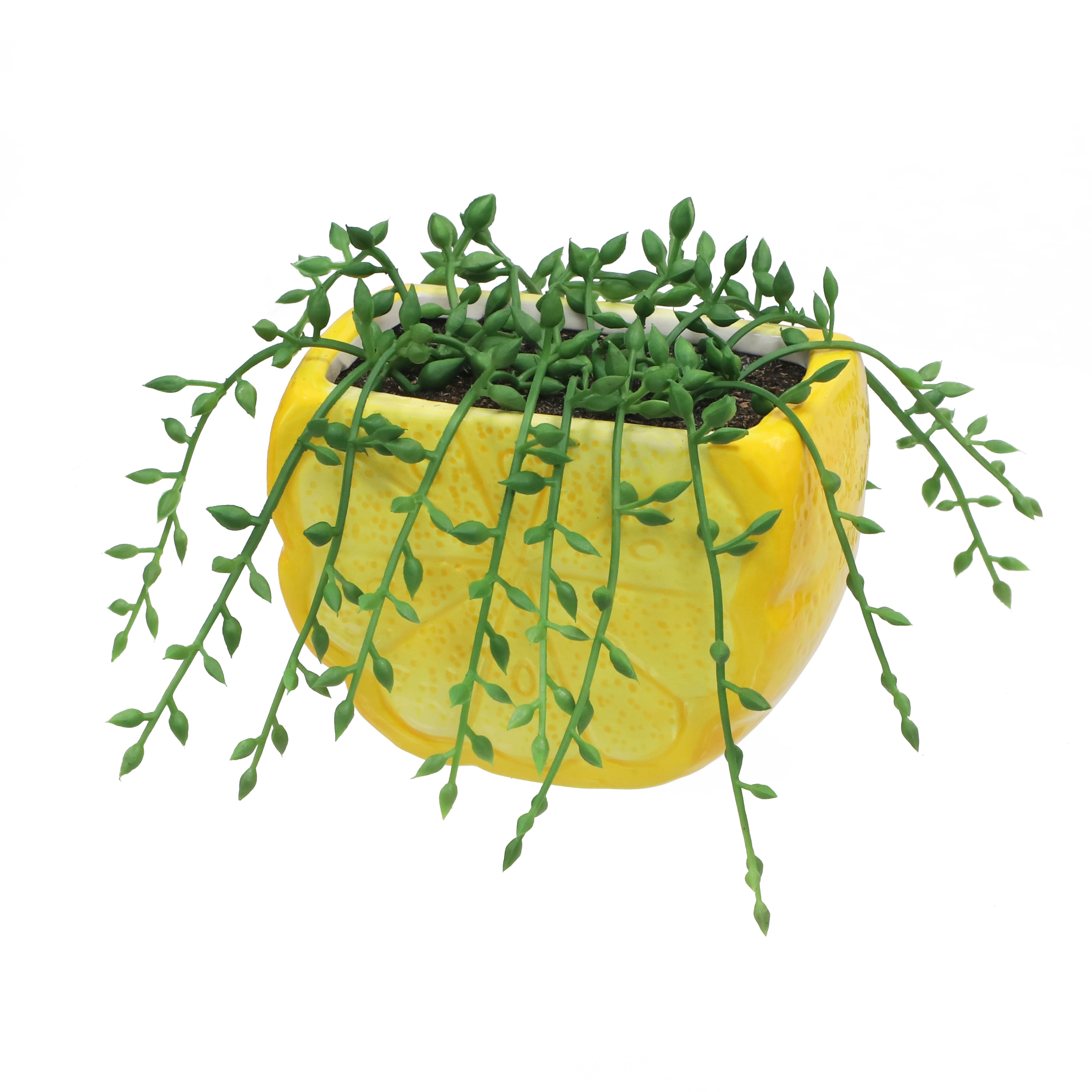 6&#x22; String of Pearls in Lemon Container by Ashland&#xAE;