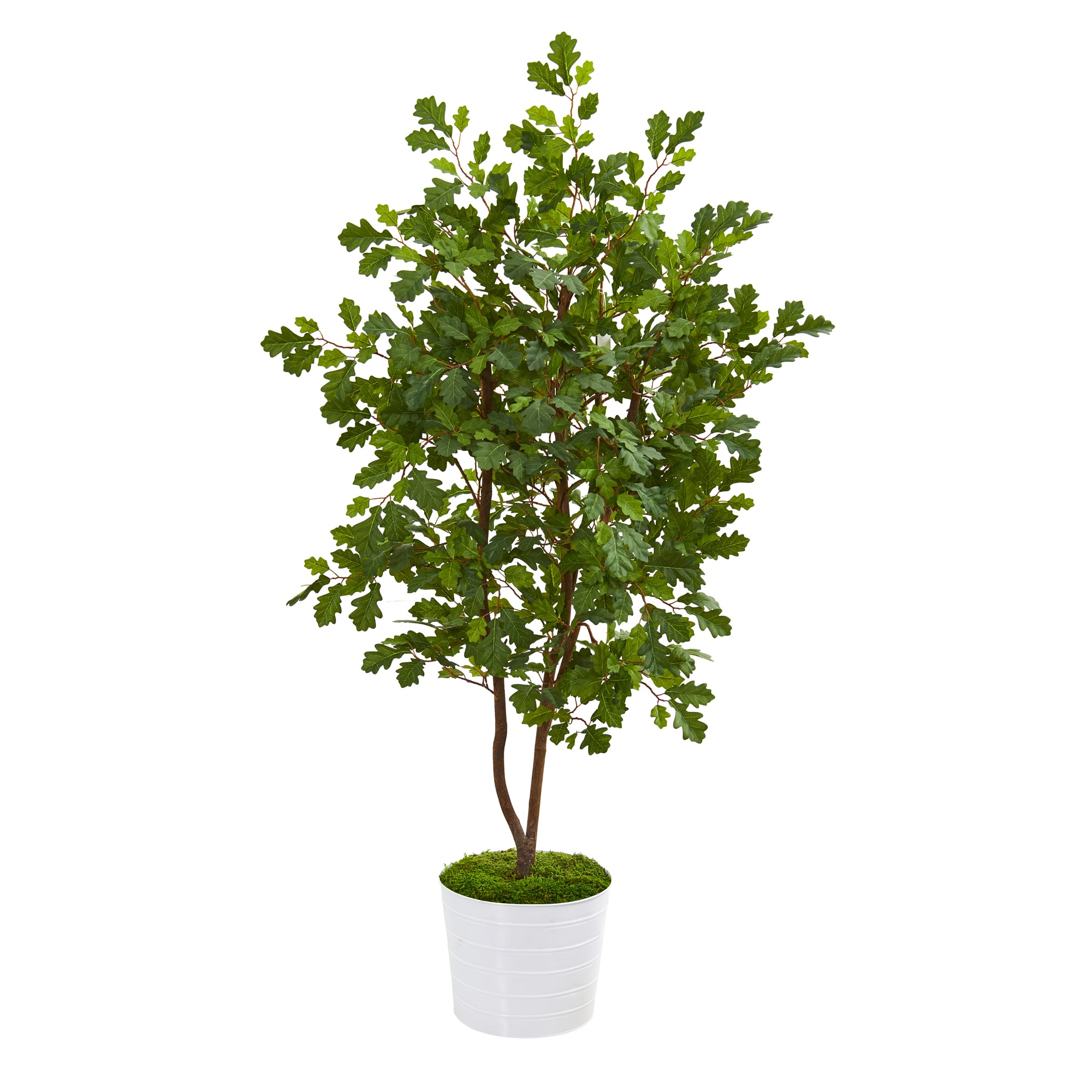 4ft. Oak Tree in White Tin Planter