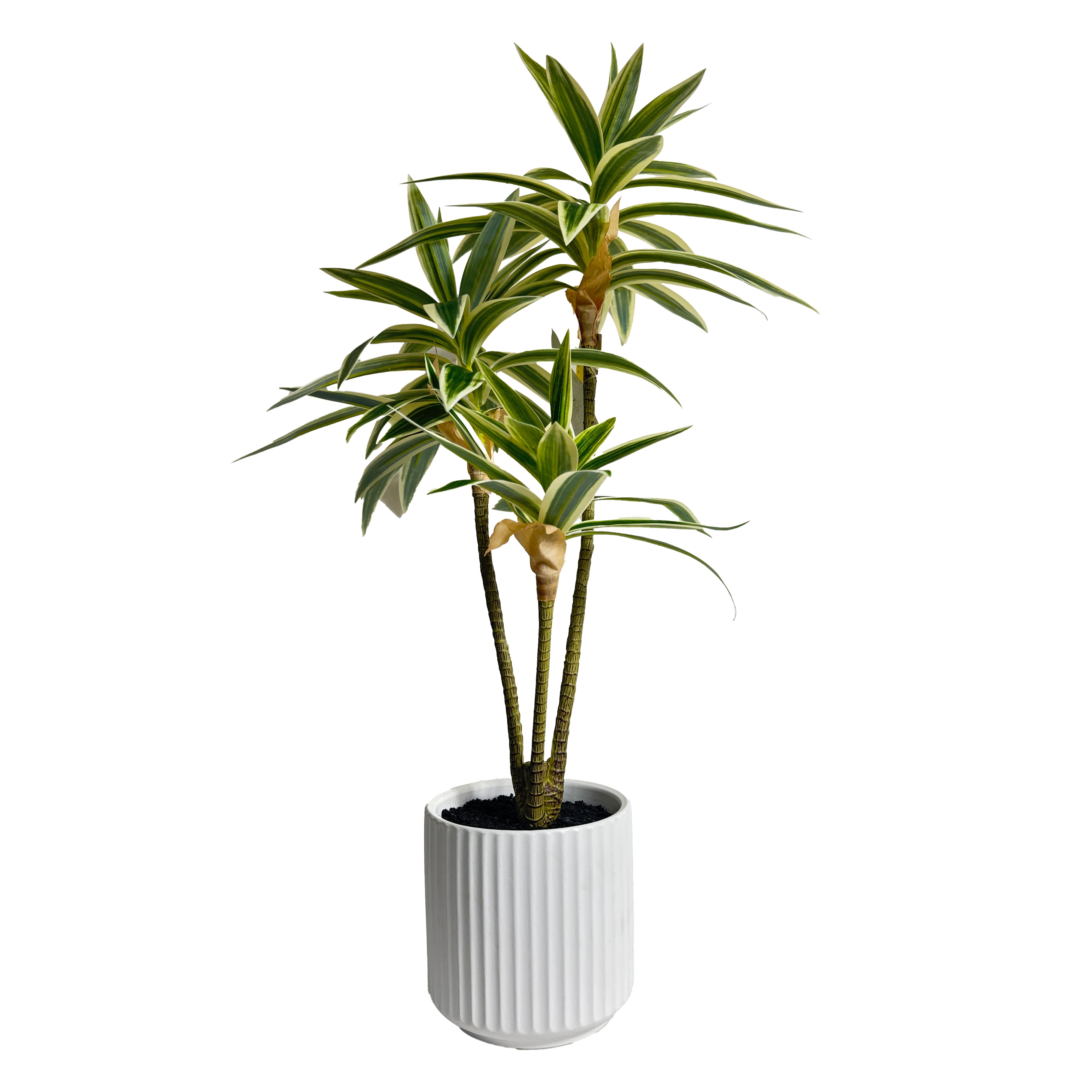 24" Dracaena Plant in White Ceramic Pot by Ashland®
