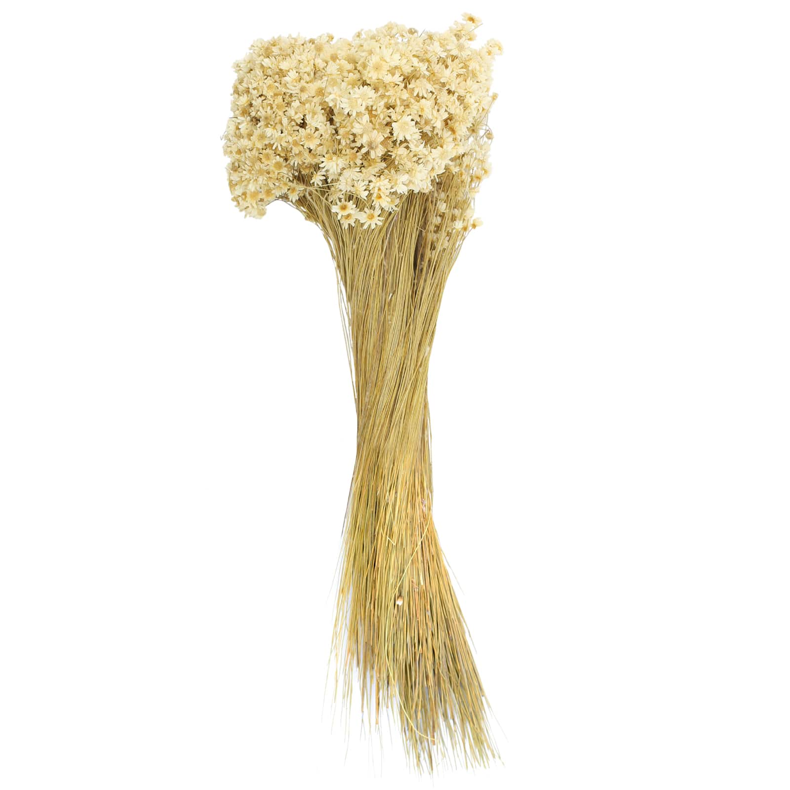 Natural Campo Flowers Decorative Naturals by Ashland&#xAE;