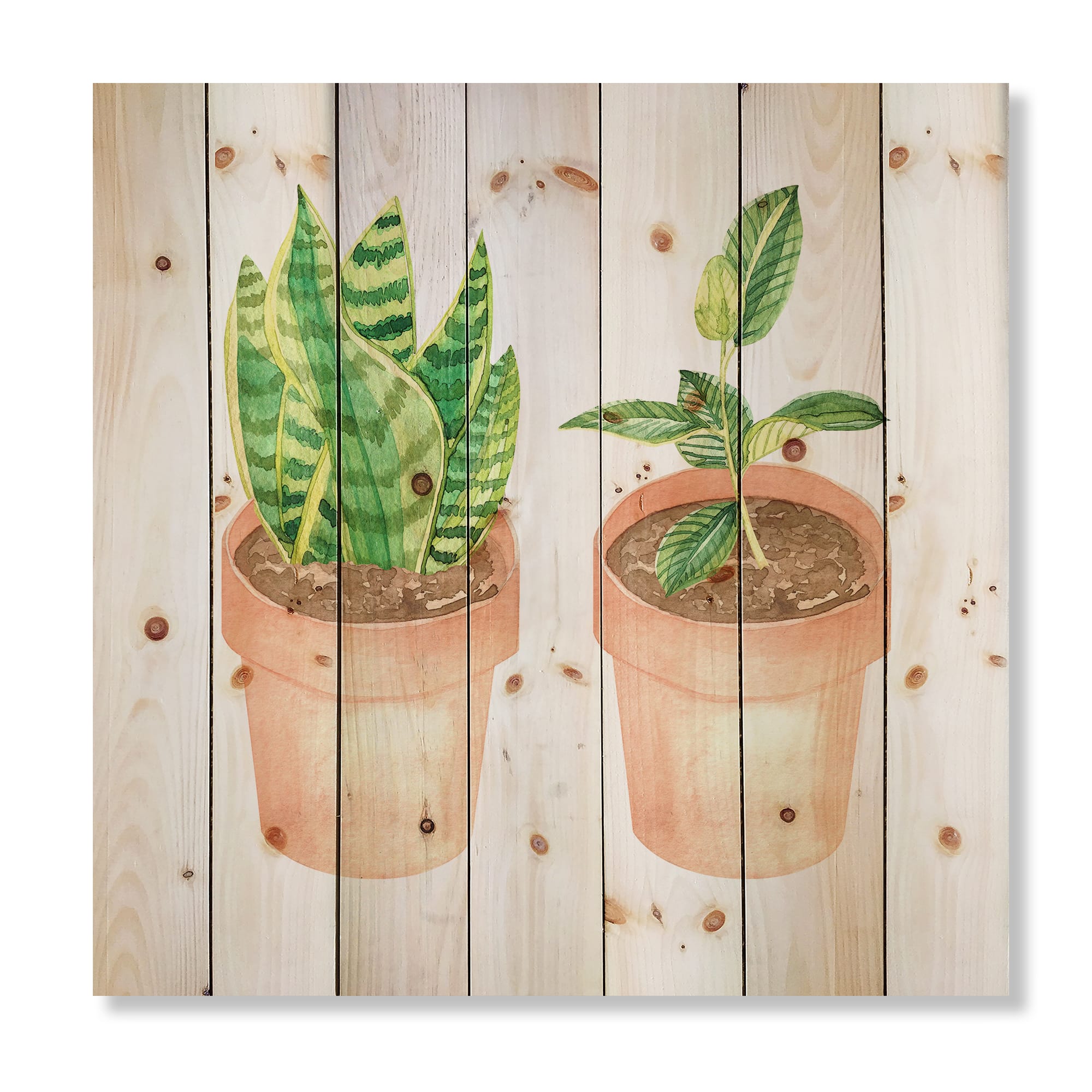 Designart - Sansevieria &#x26; Ficus Indoor Green Home House Plants - Traditional Print on Natural Pine Wood