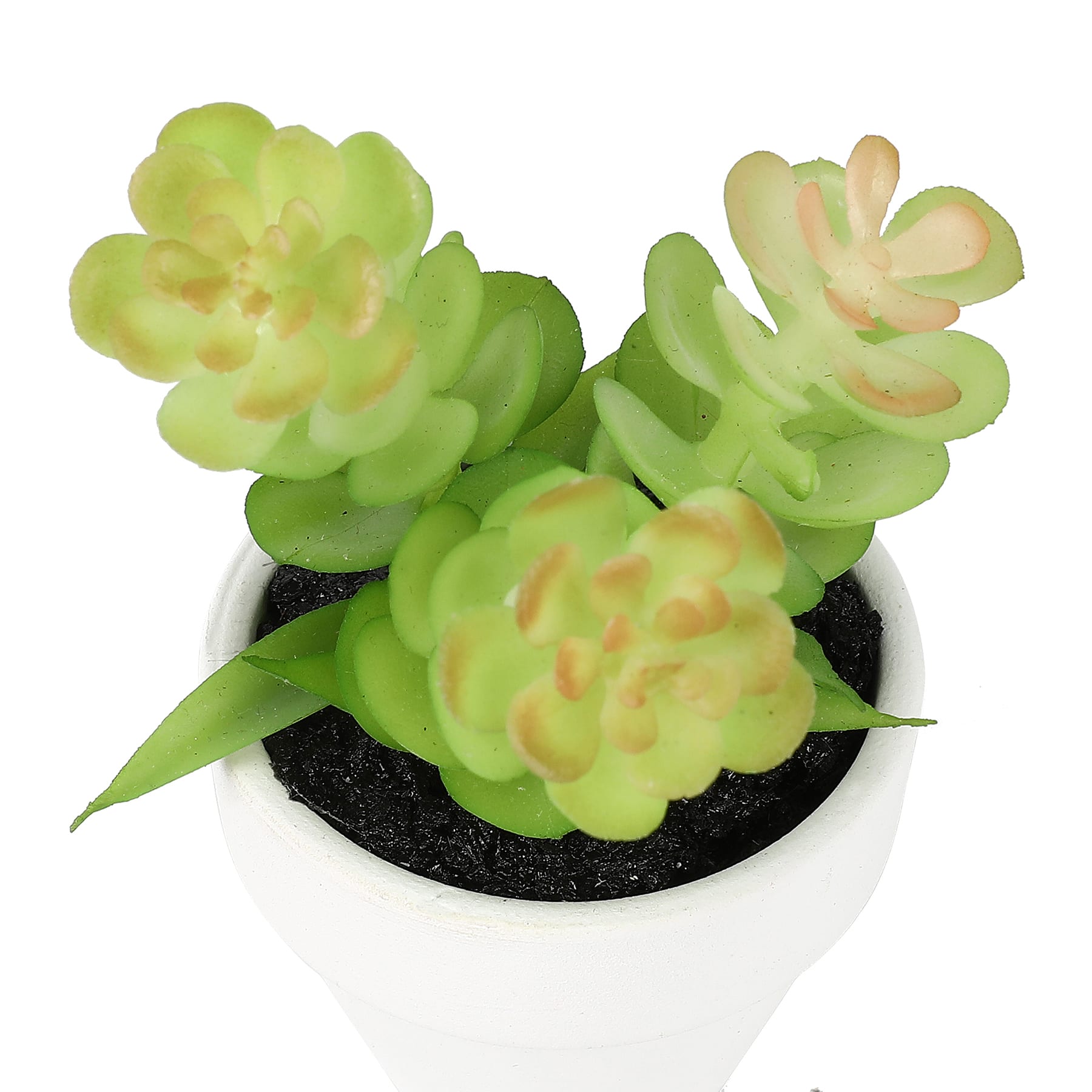 3.5&#x22; Potted Succulent by Ashland&#xAE;
