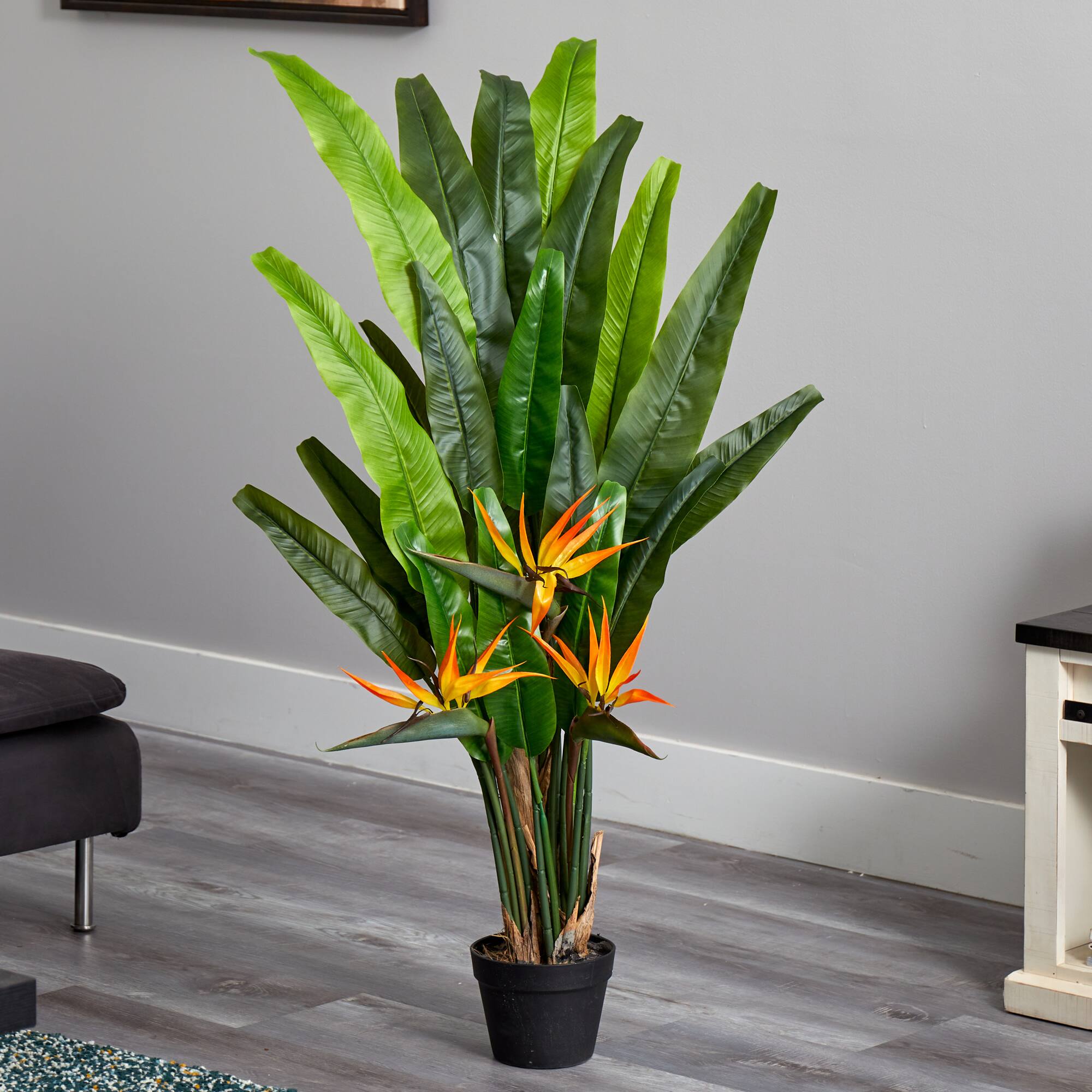 4.5ft. Potted Bird of Paradise Plant