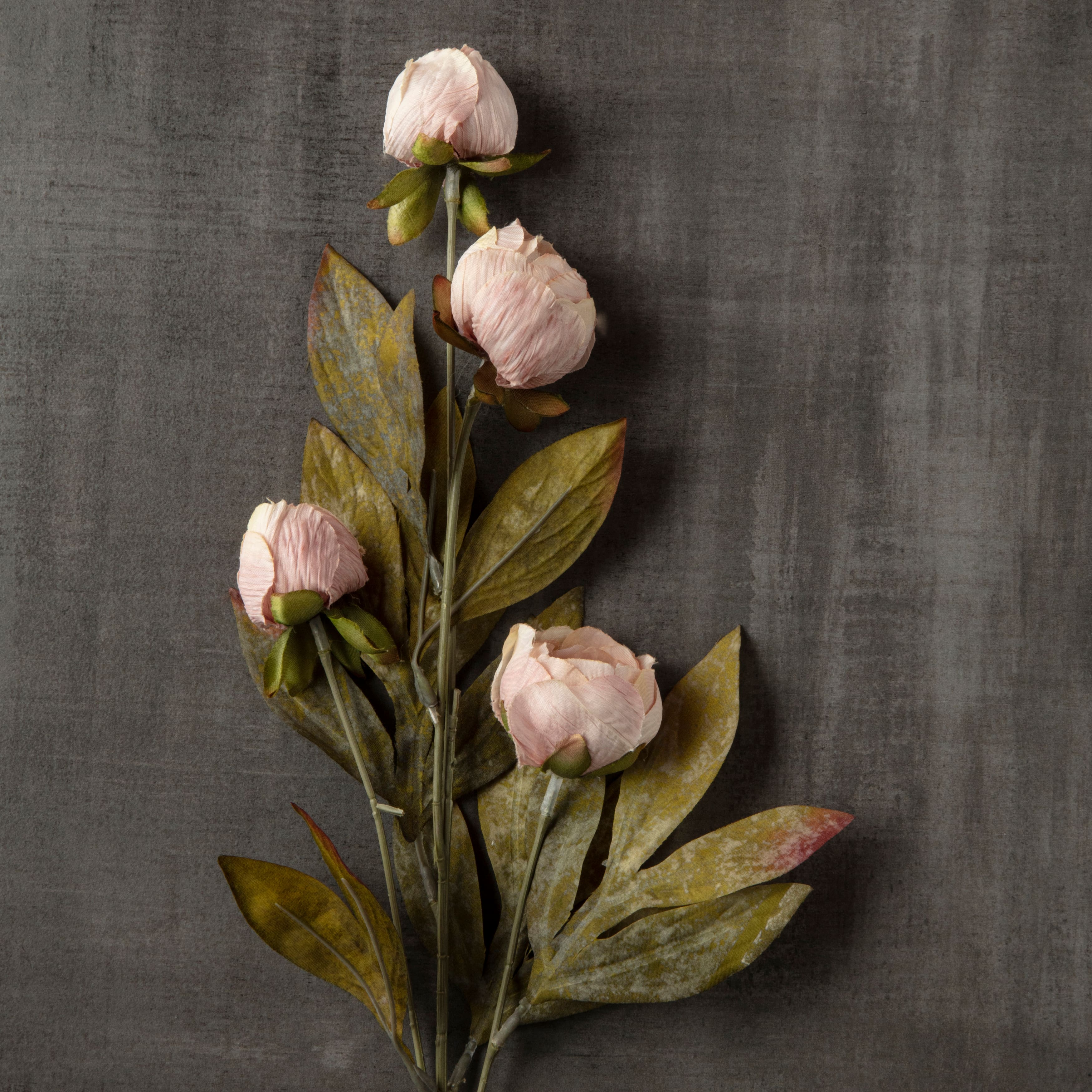 Tan Multi-Stem Dry Peony by Ashland&#xAE;