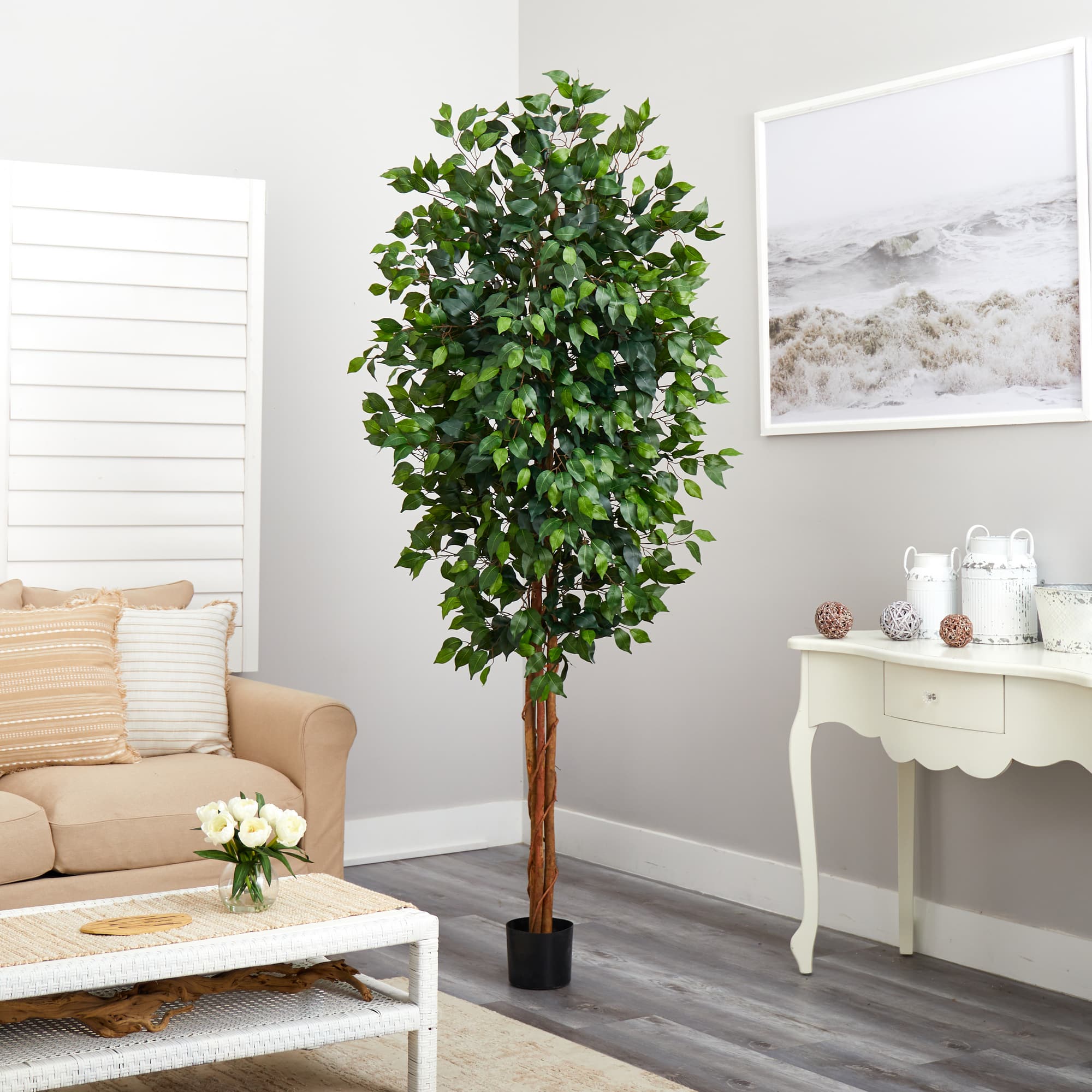 7ft. Potted Ficus Tree