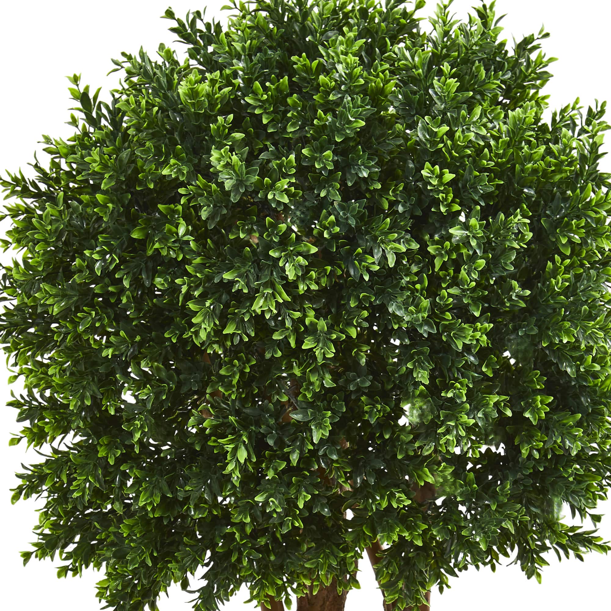 4ft. Boxwood Topiary Tree in Planter