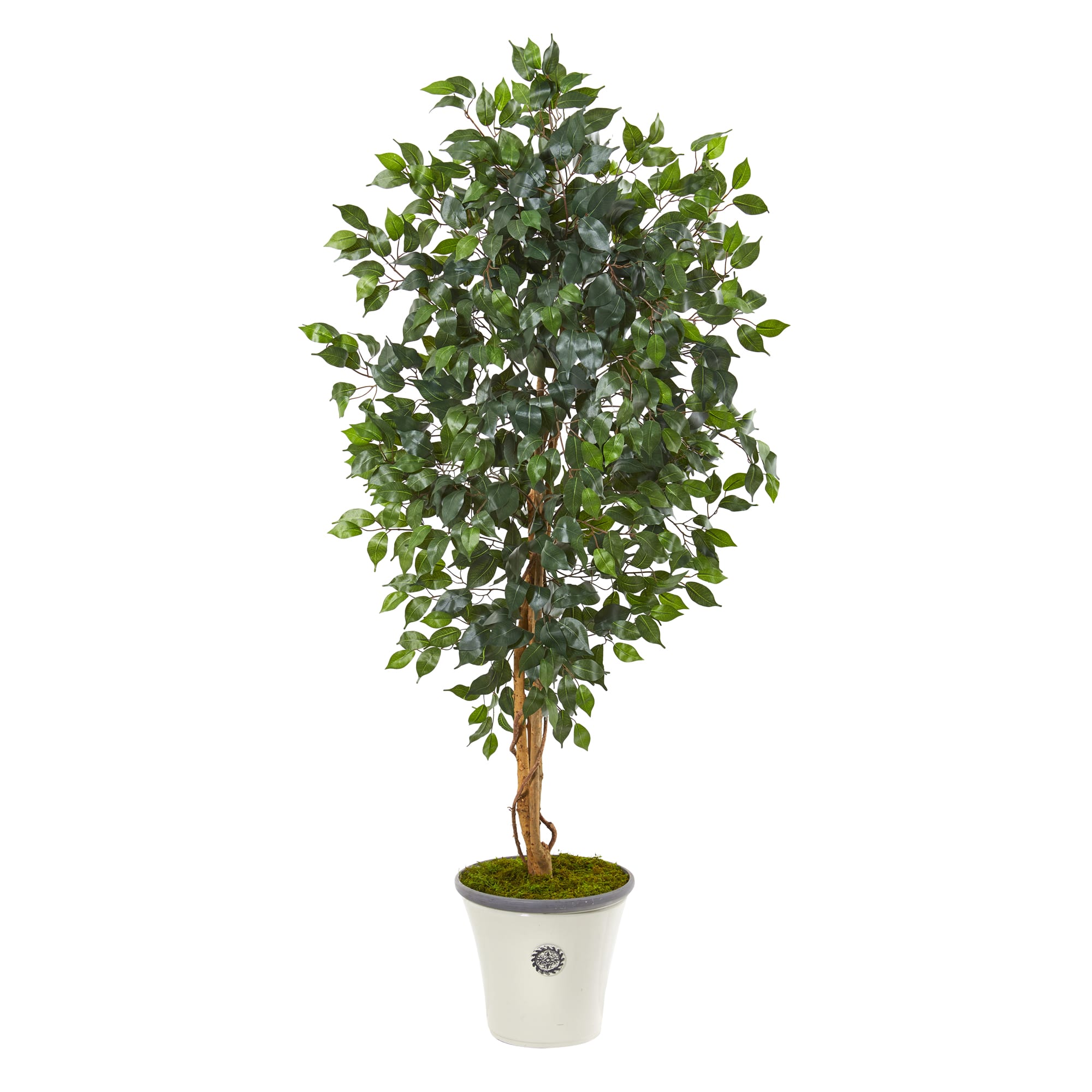 5.5ft. Ficus Tree in Decorative Planter