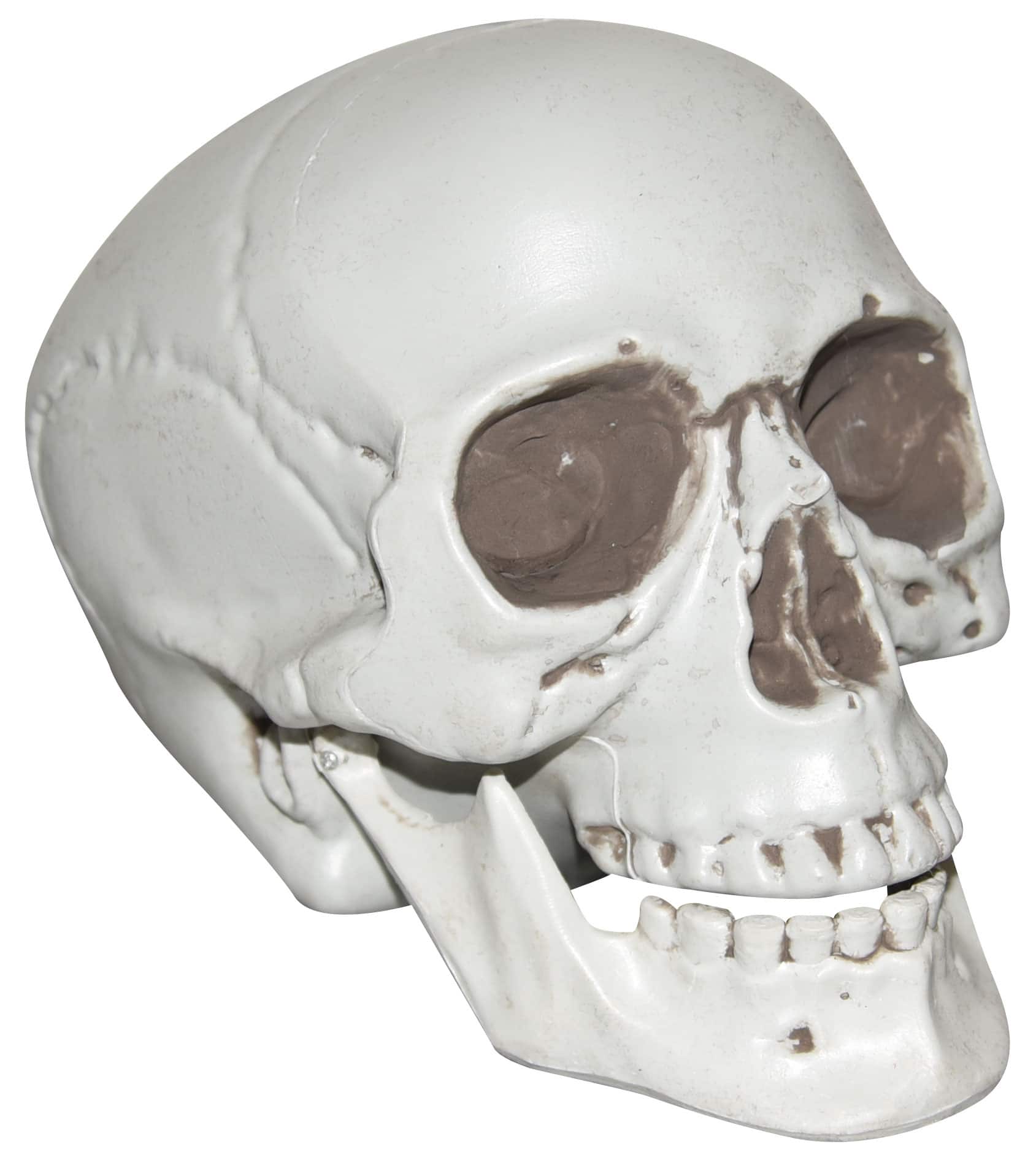 7&#x22; Skull by Ashland&#xAE;