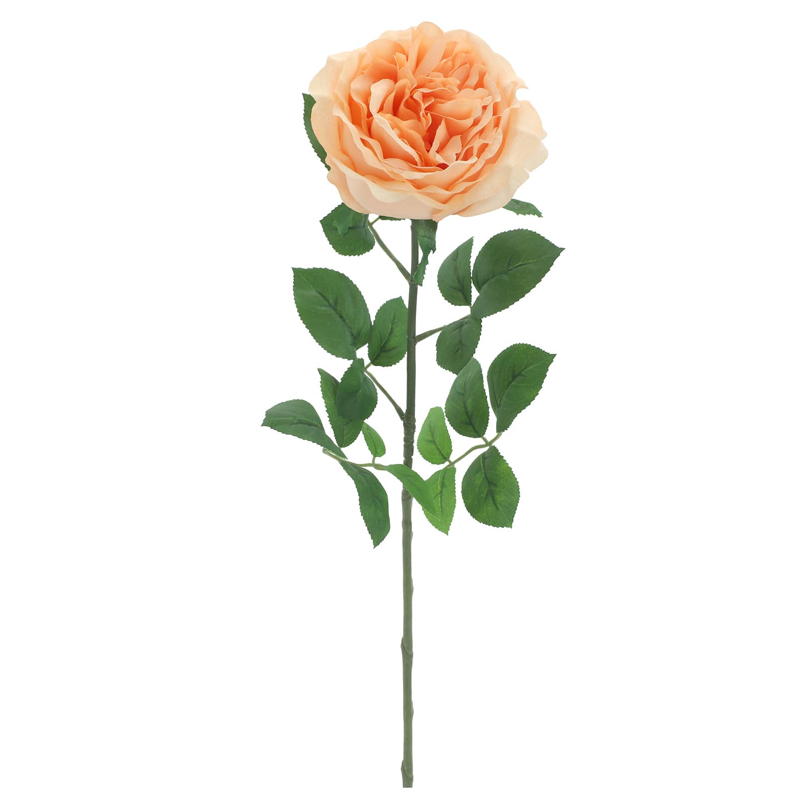 Peach Cabbage Rose Stem by Ashland&#xAE;