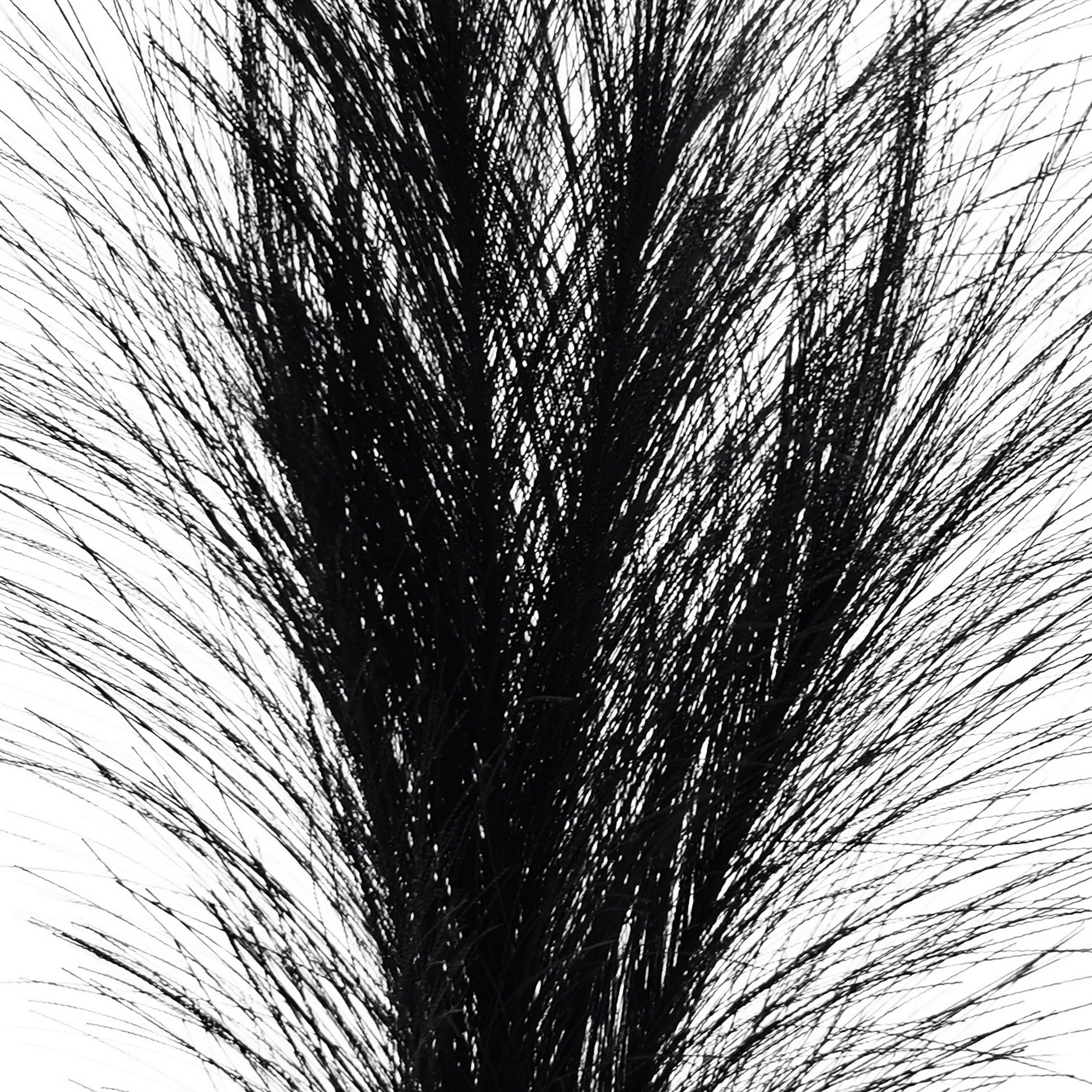 13.5&#x22; Black Pampas Pick by Ashland&#xAE;