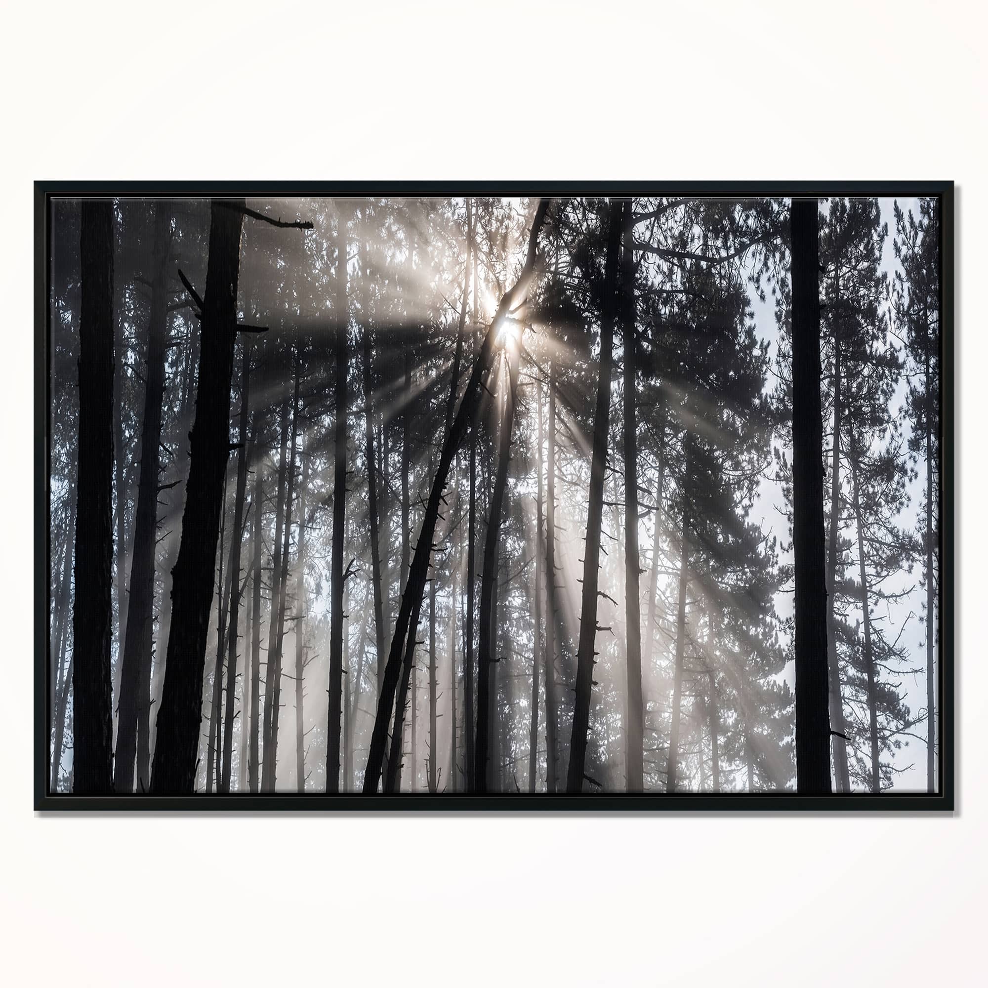 Designart - Sunbeams through Black White Forest - Forest Framed Canvas Wall Art Print