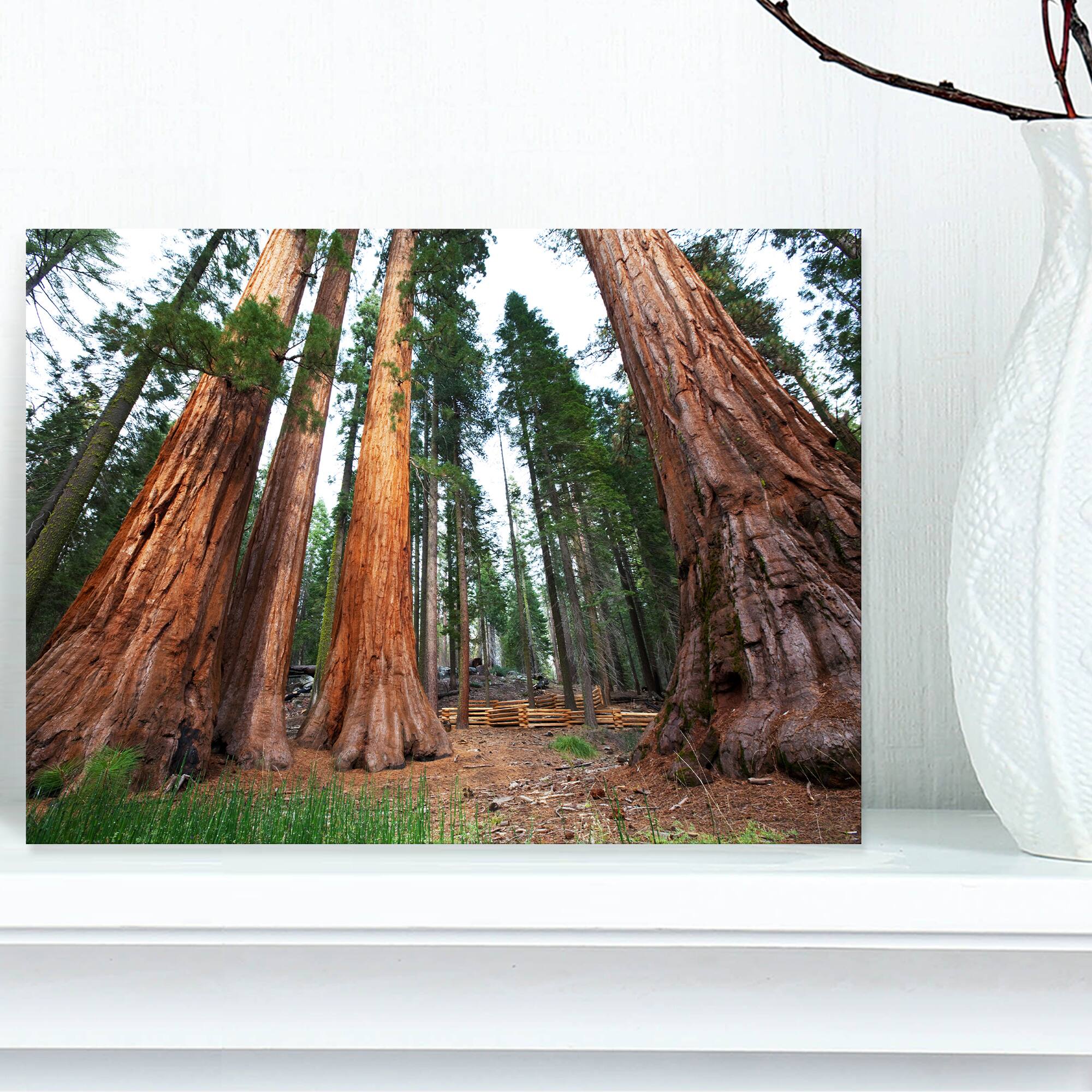 Designart - Three Large Sequoya Trees - African Landscape Canvas Art Print