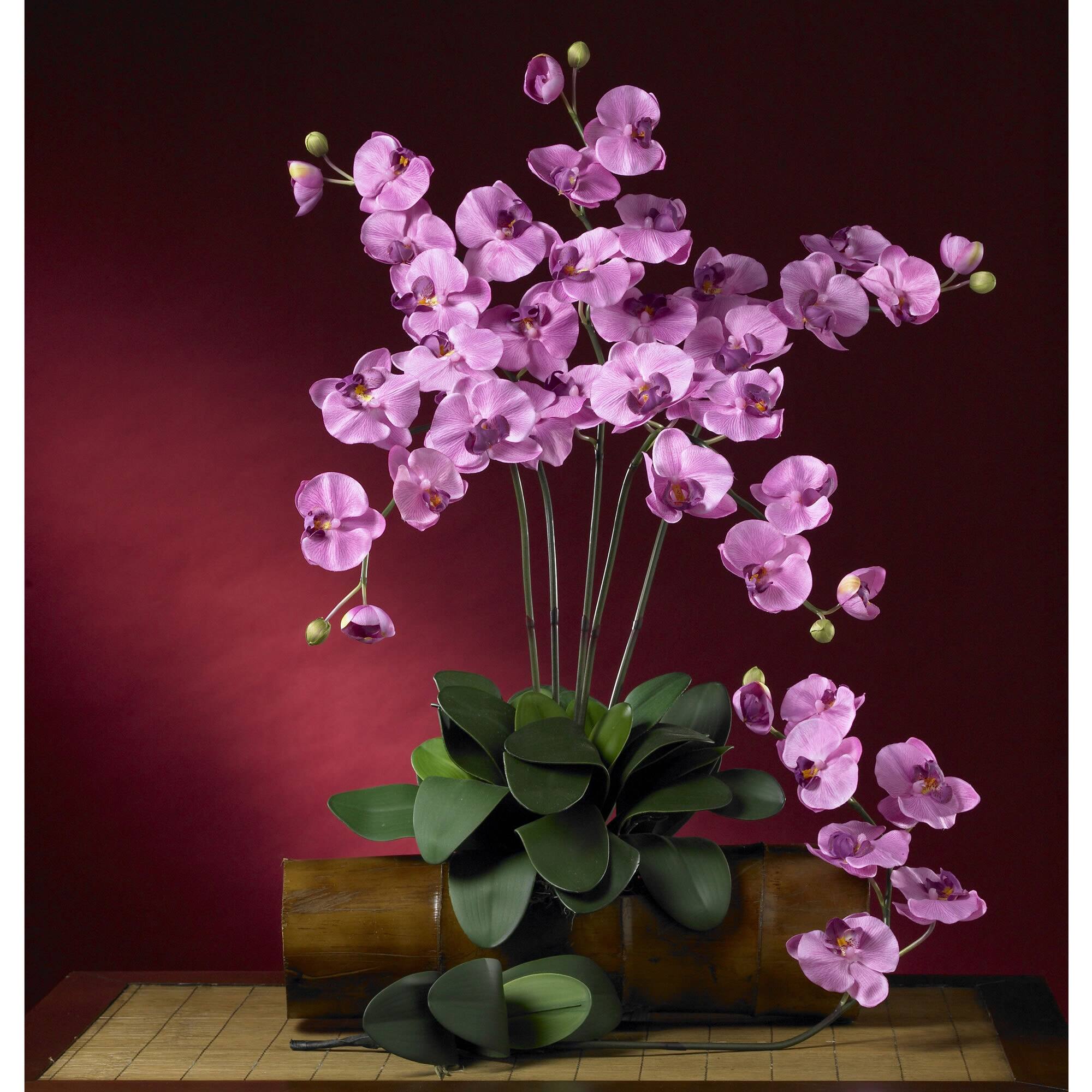Mauve Moth Orchid Stem, 6ct.