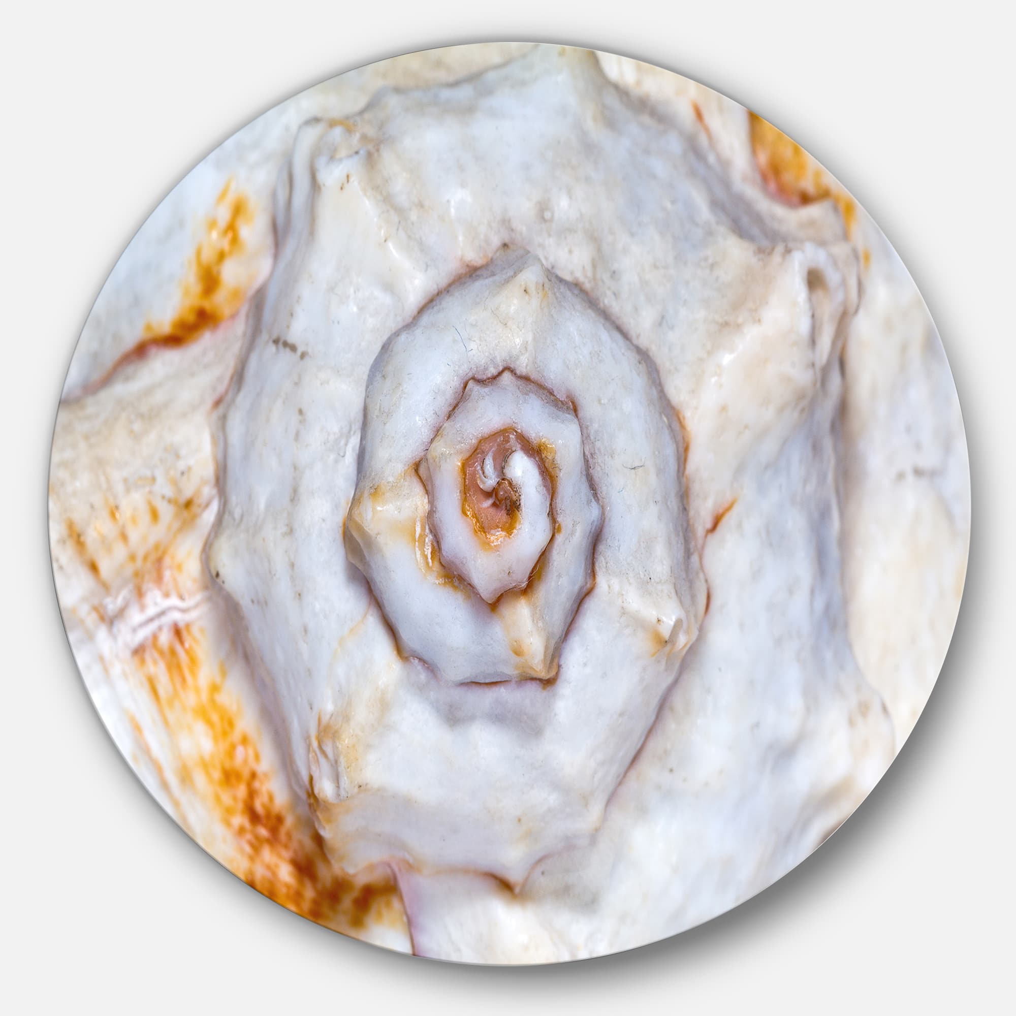 Designart - Great Skeleton of Sea Shell' Disc Oversized Animal Wall Art