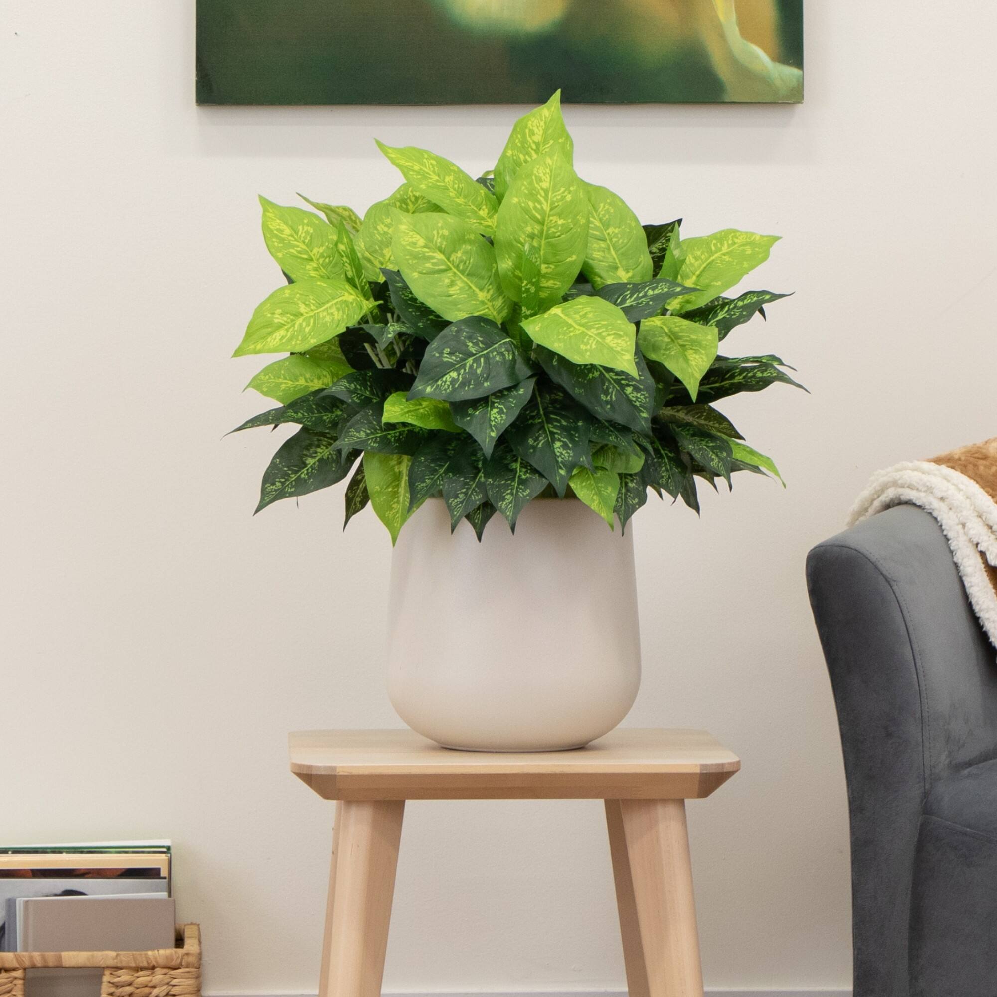 19" Artificial Dieffenbachia Plants, 6ct.