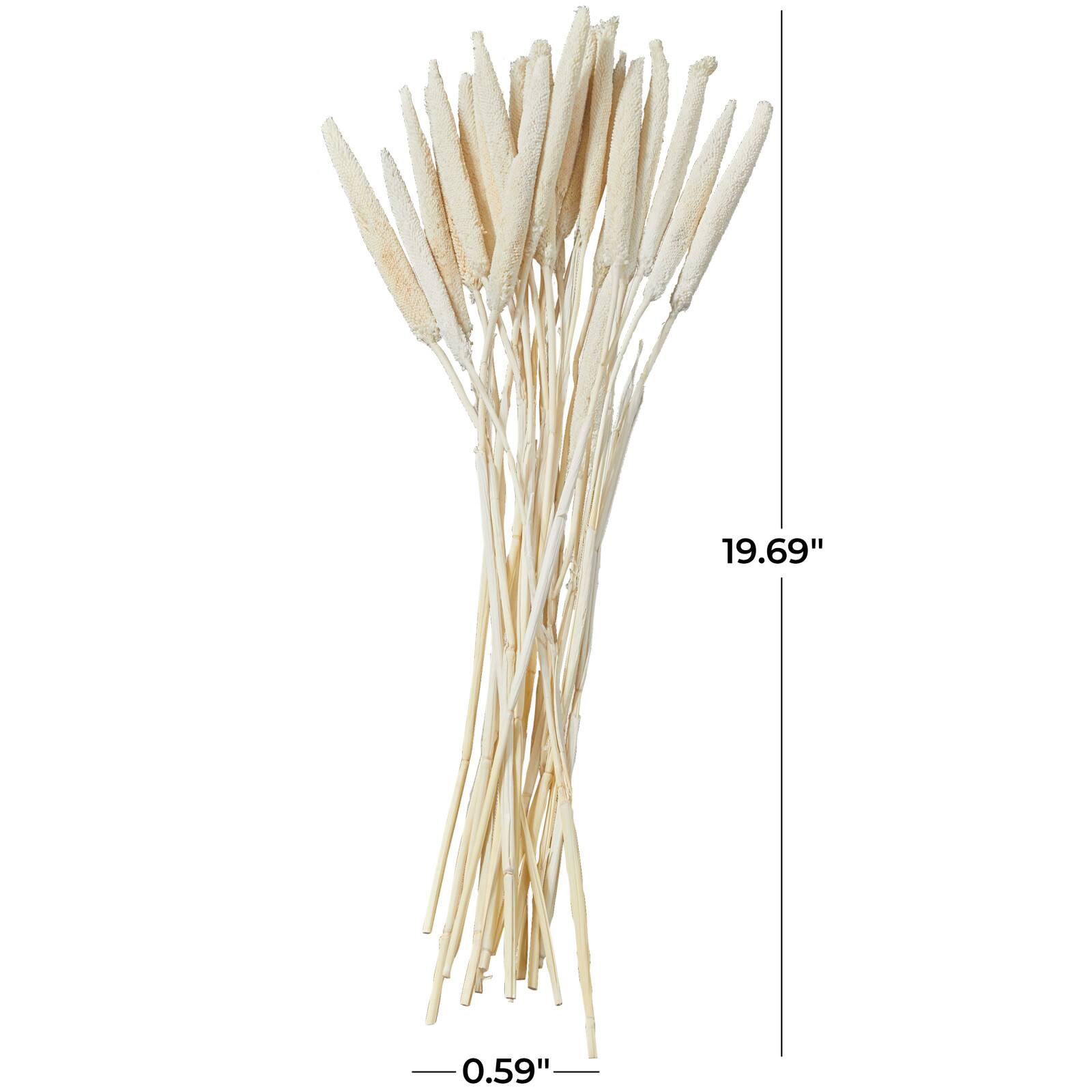 Dried Plant Bunny Tail Natural Foliage with Long Stems