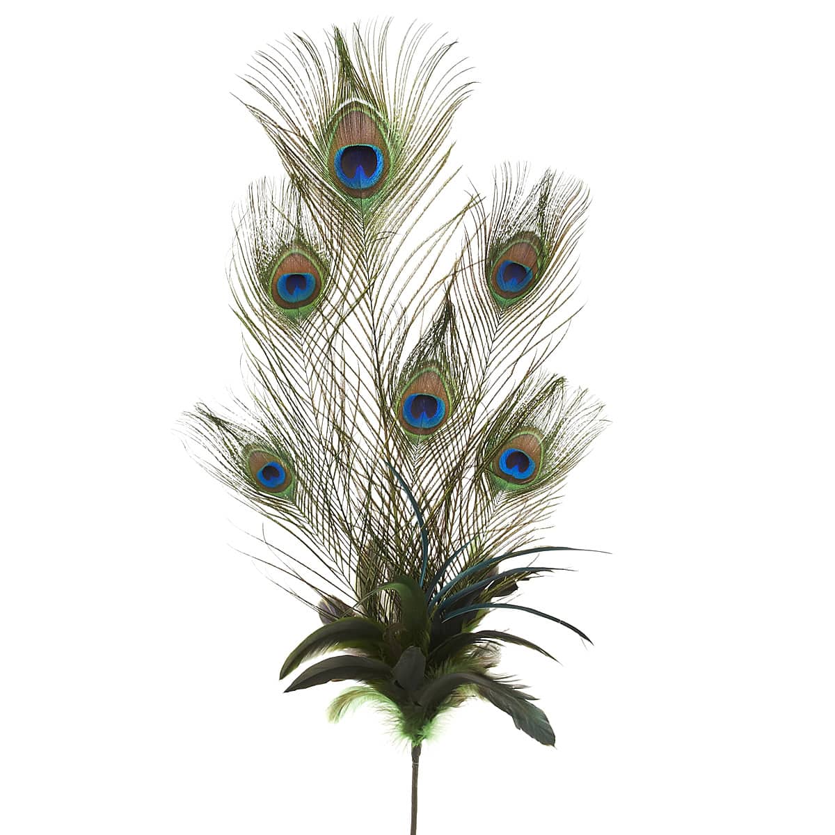 Bag of Peacock Feathers, 5-pk
