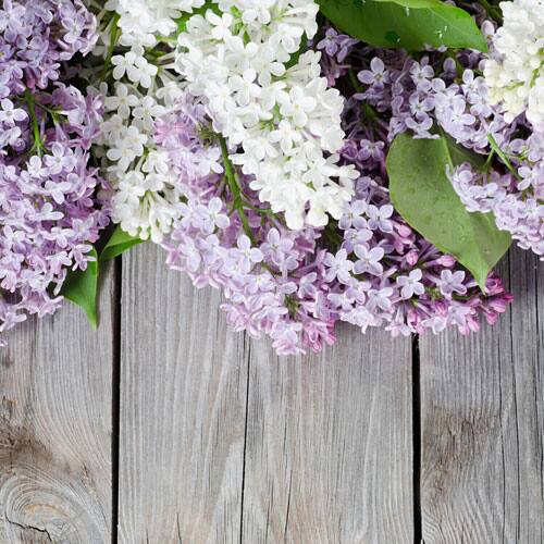Bramble Berry Lilac Fragrance Oil
