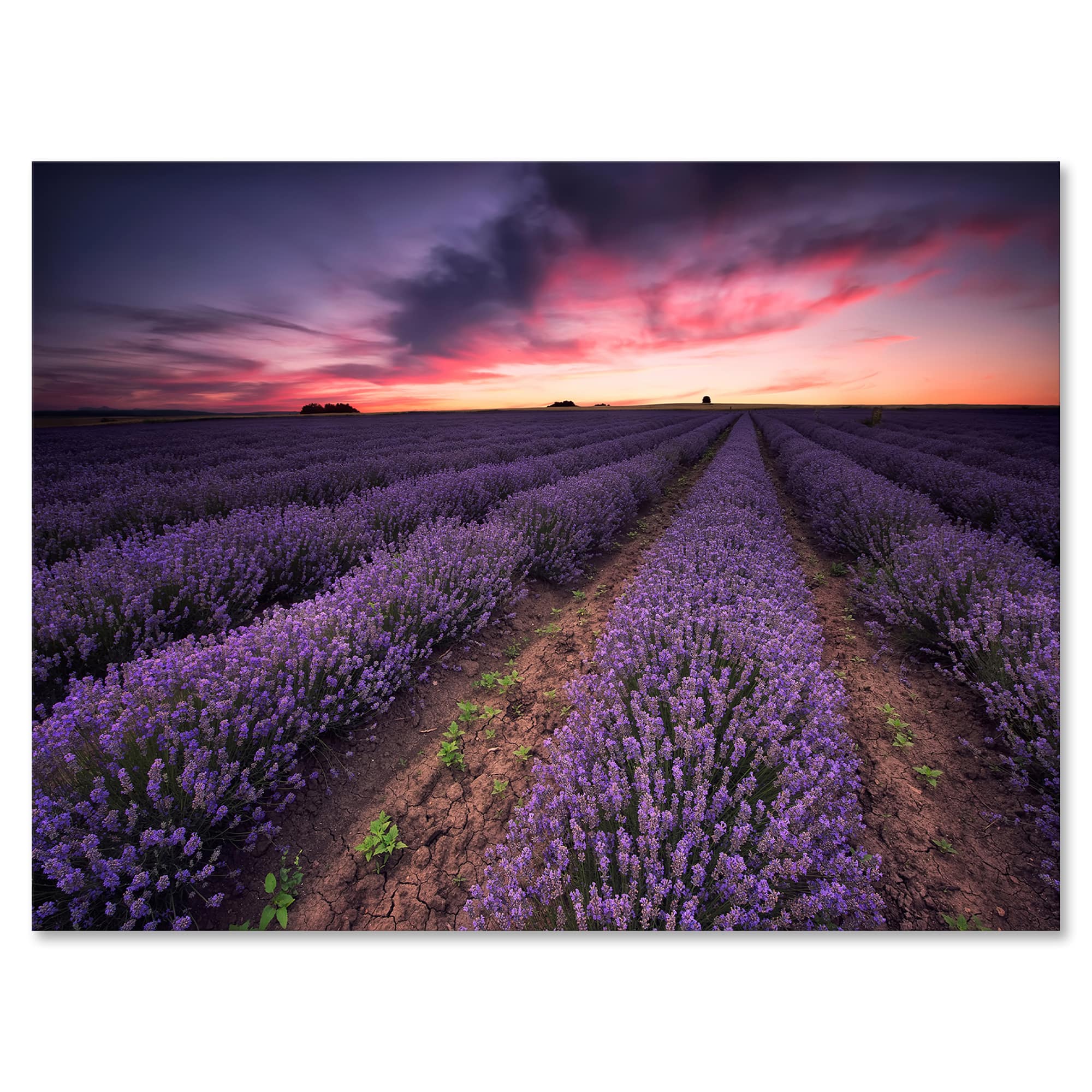 Designart - Sunrise &#x26; Dramatic Clouds Over Lavender Field IX - Farmhouse Canvas Wall Art Print